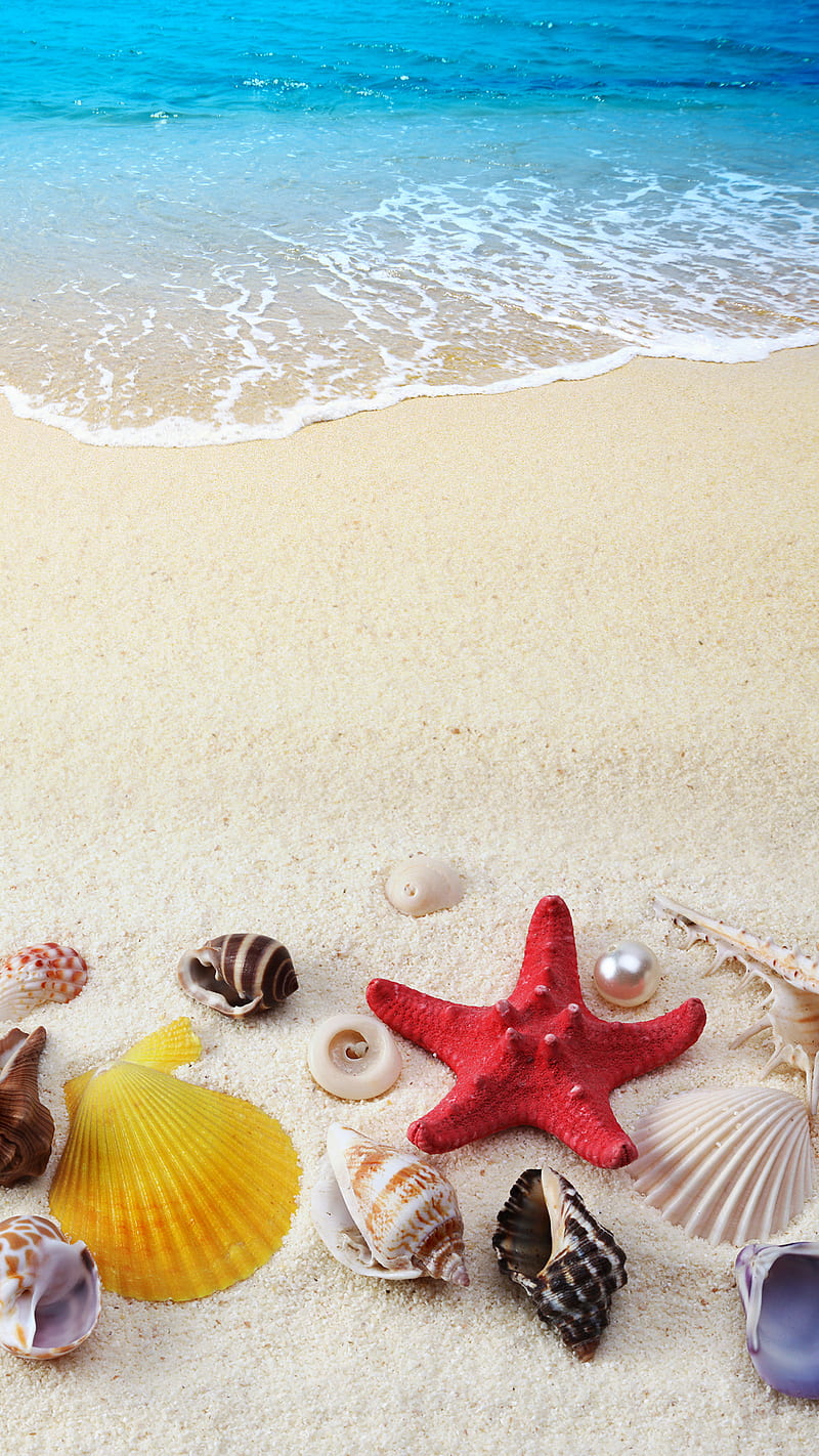 800x1422 HD summer sea shells wallpaper