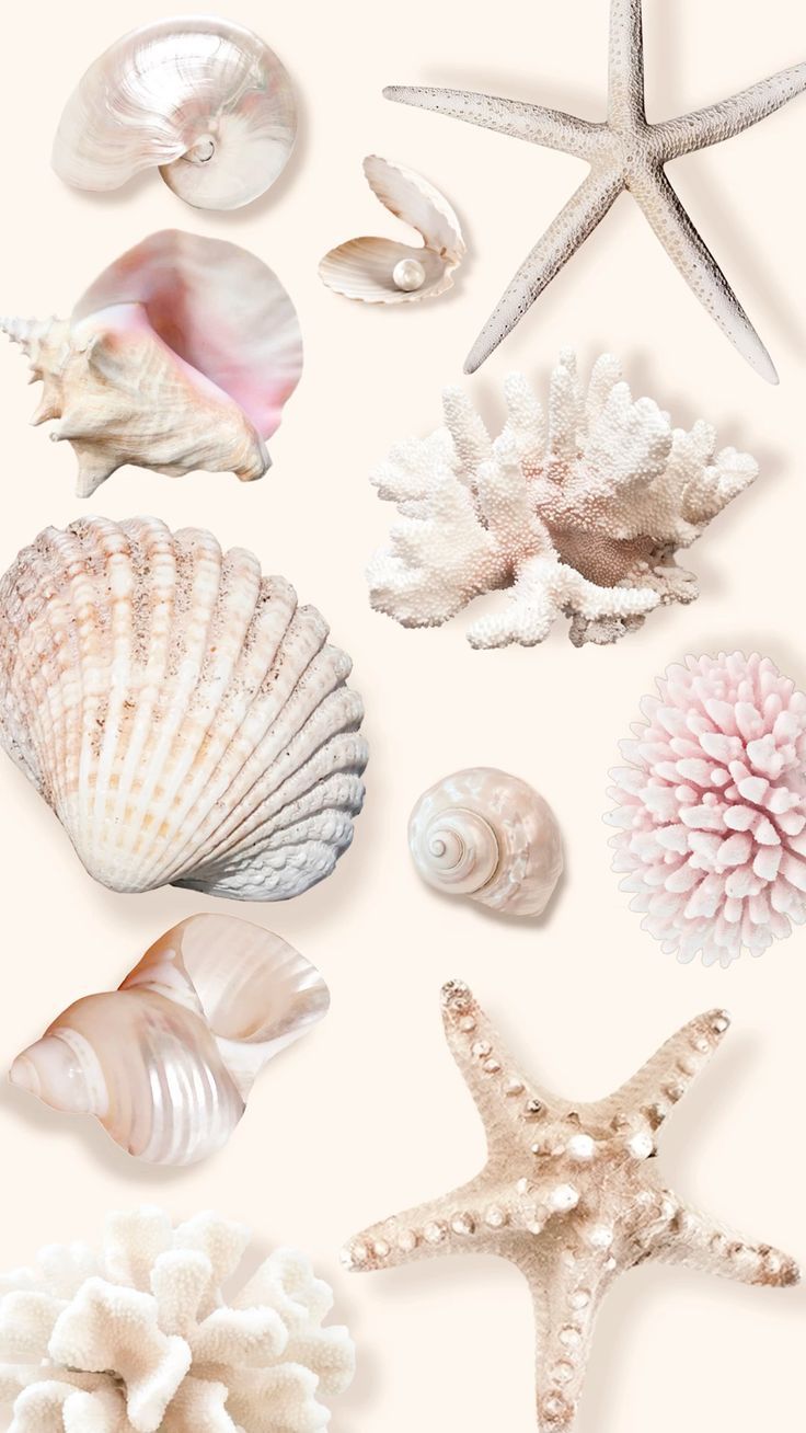 736x1308 Seashell wallpaper
