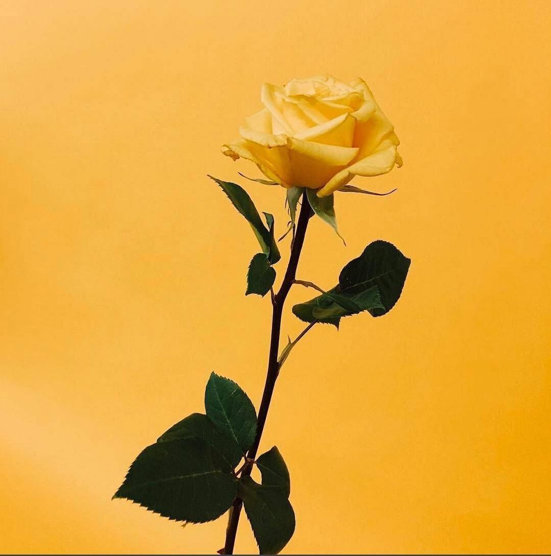 1080x1089 Download Yellow Rose Instagram PFP Wallpaper