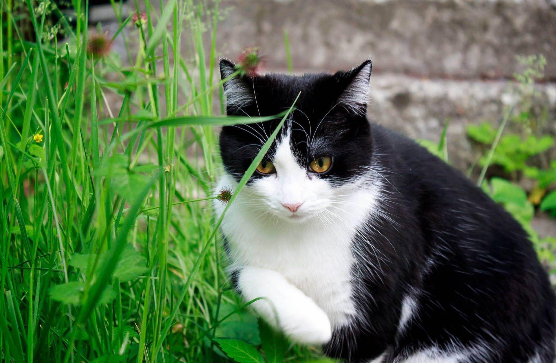 1920x1254 beautiful HD wallpaper of tuxedo cat sitting with natural background 399 - Tuxedo Cat Desktop Wallpaper