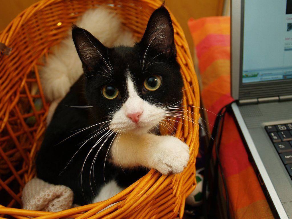 1024x768 Why Cats' Color Points Are More Fascinating Than You'd Think