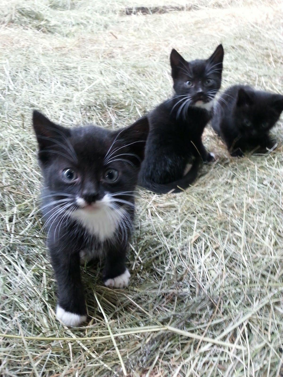 1200x1600 ADORABLE tuxedo kittens!. Cats, Kittens cutest, Pretty cats