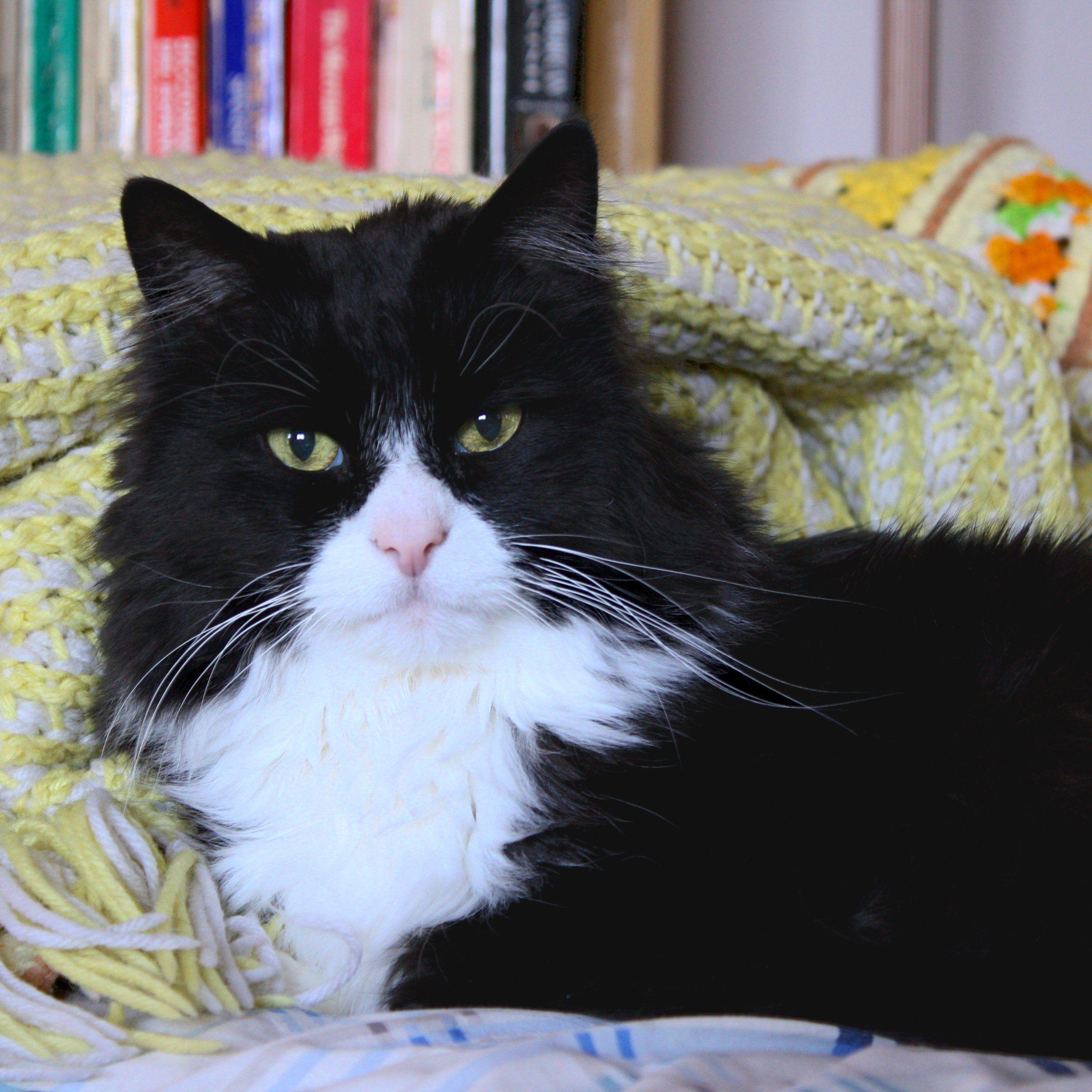 2592x2592 Black and White Tuxedo Cat Closeup Picture. Free Photograph. Photo Public Domain