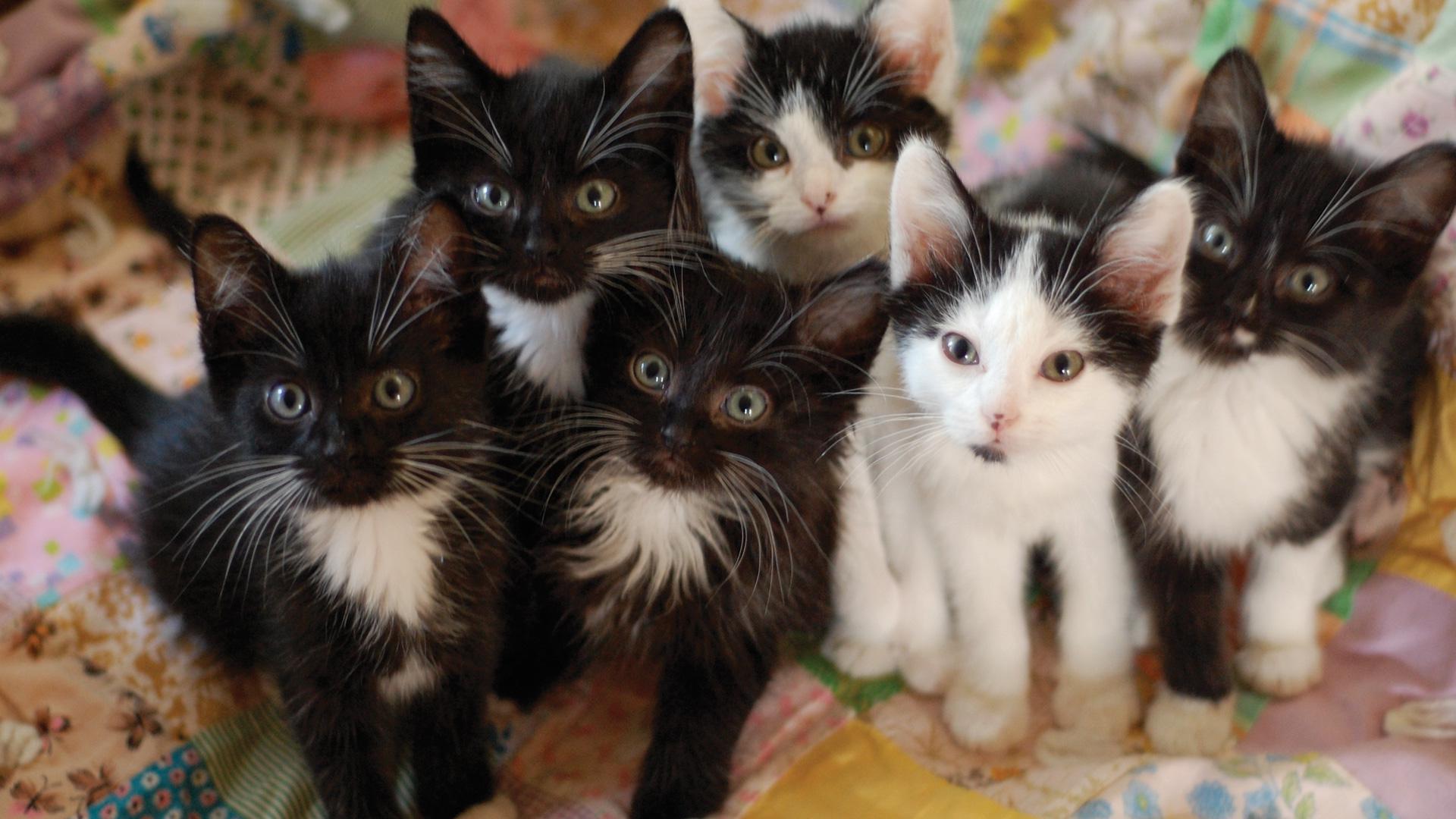1920x1080 Black And White Kittens Abandoned At A Bay Area Shelter