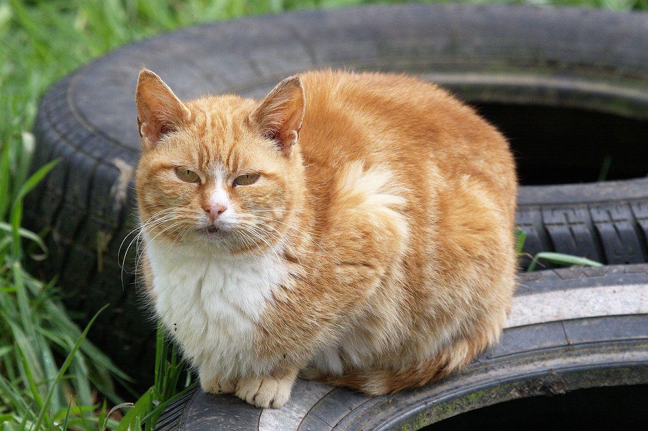 1280x852 Orange Tuxedo Cat