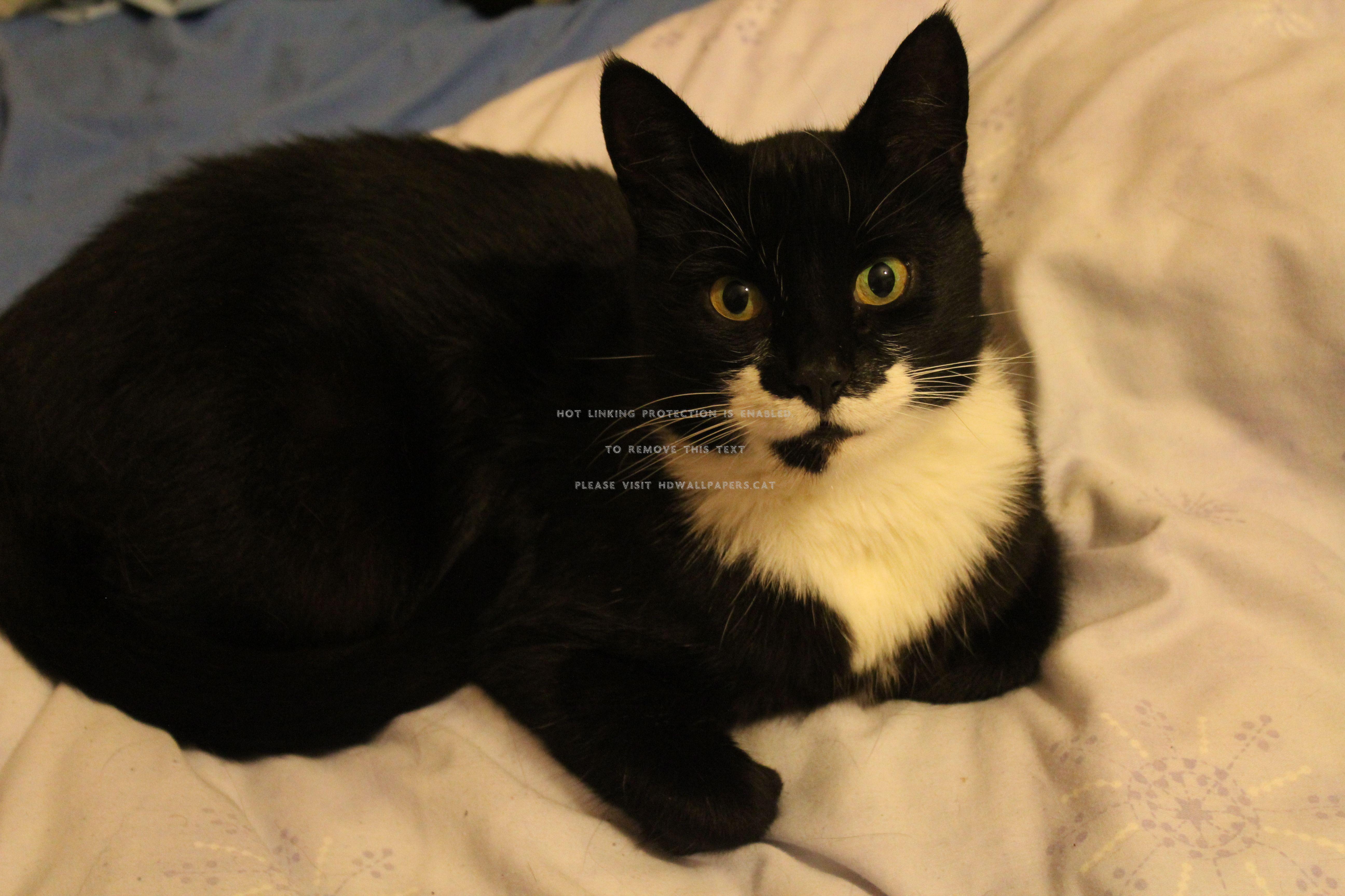 5184x3456 harry the tuxedo cats pets black and white