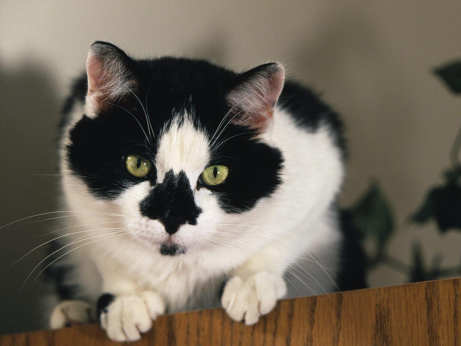 1600x1200 tuxedo cats : Biological Science Picture Directory