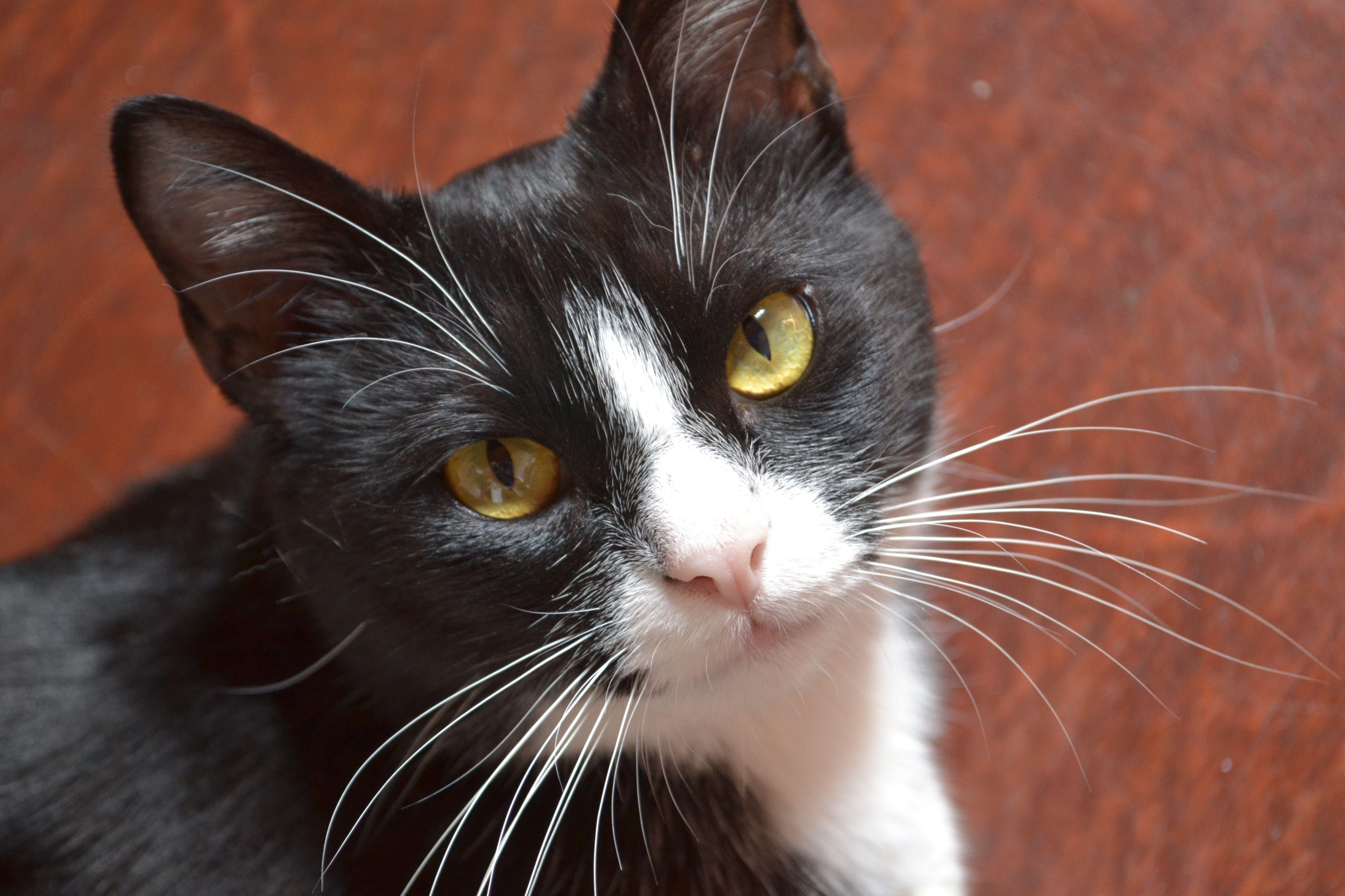 4608x3072 siamese and tuxedo cats free image