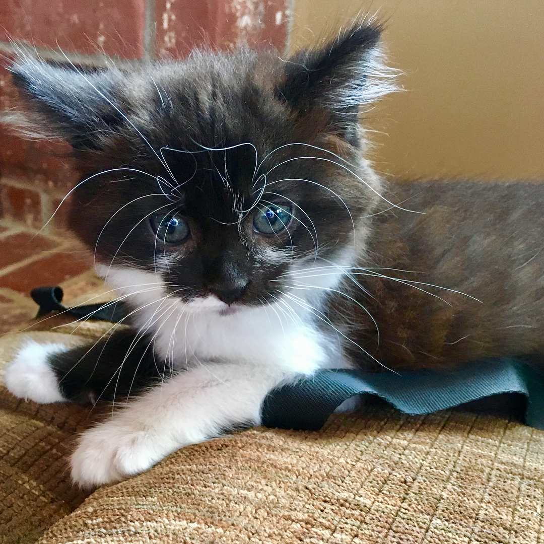 1080x1080 Picture of Tuxedo Cats and Kittens