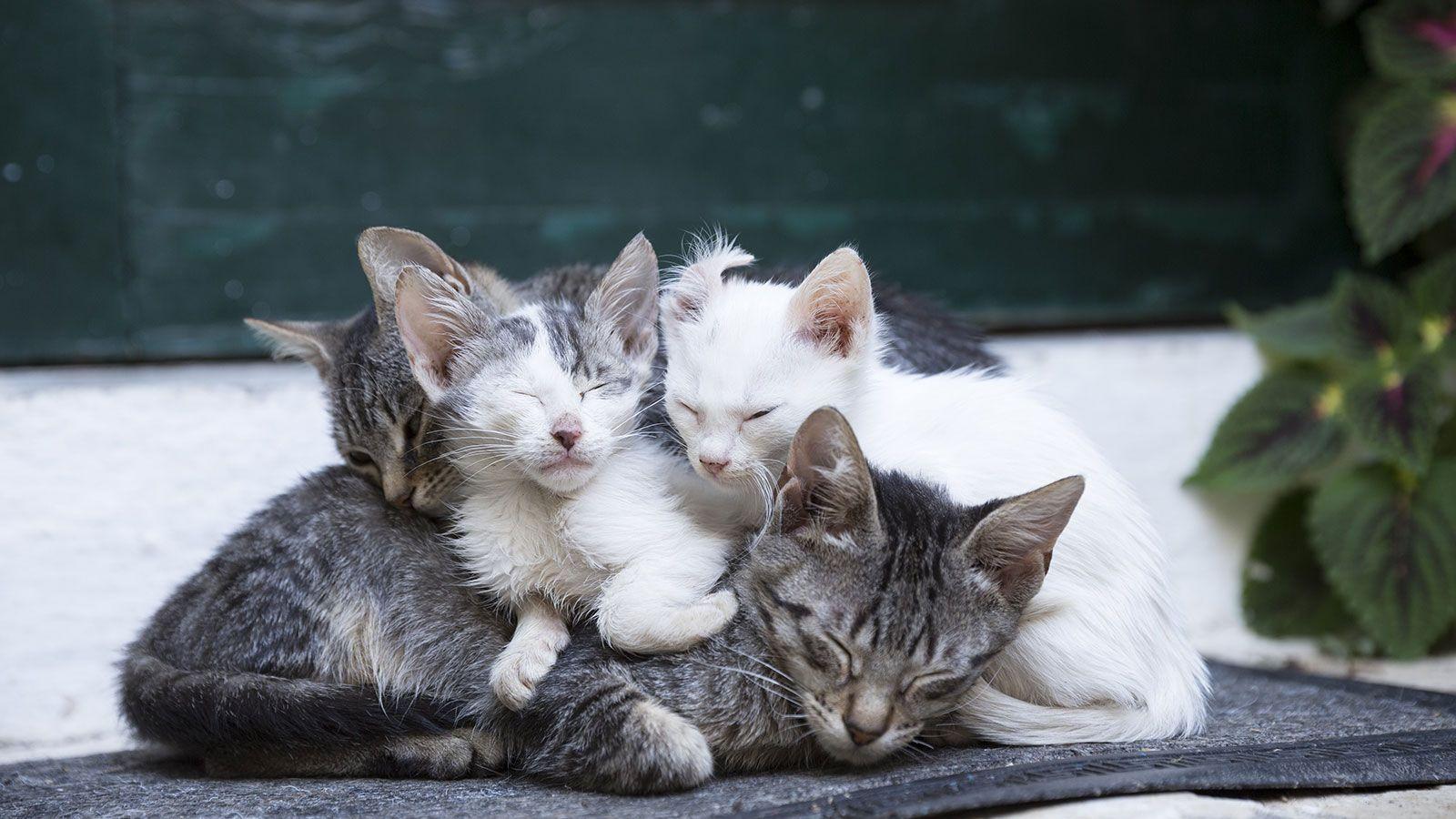 1600x900 Tuxedos, Tabbies and Torties: How to Tell These Housecats Apart