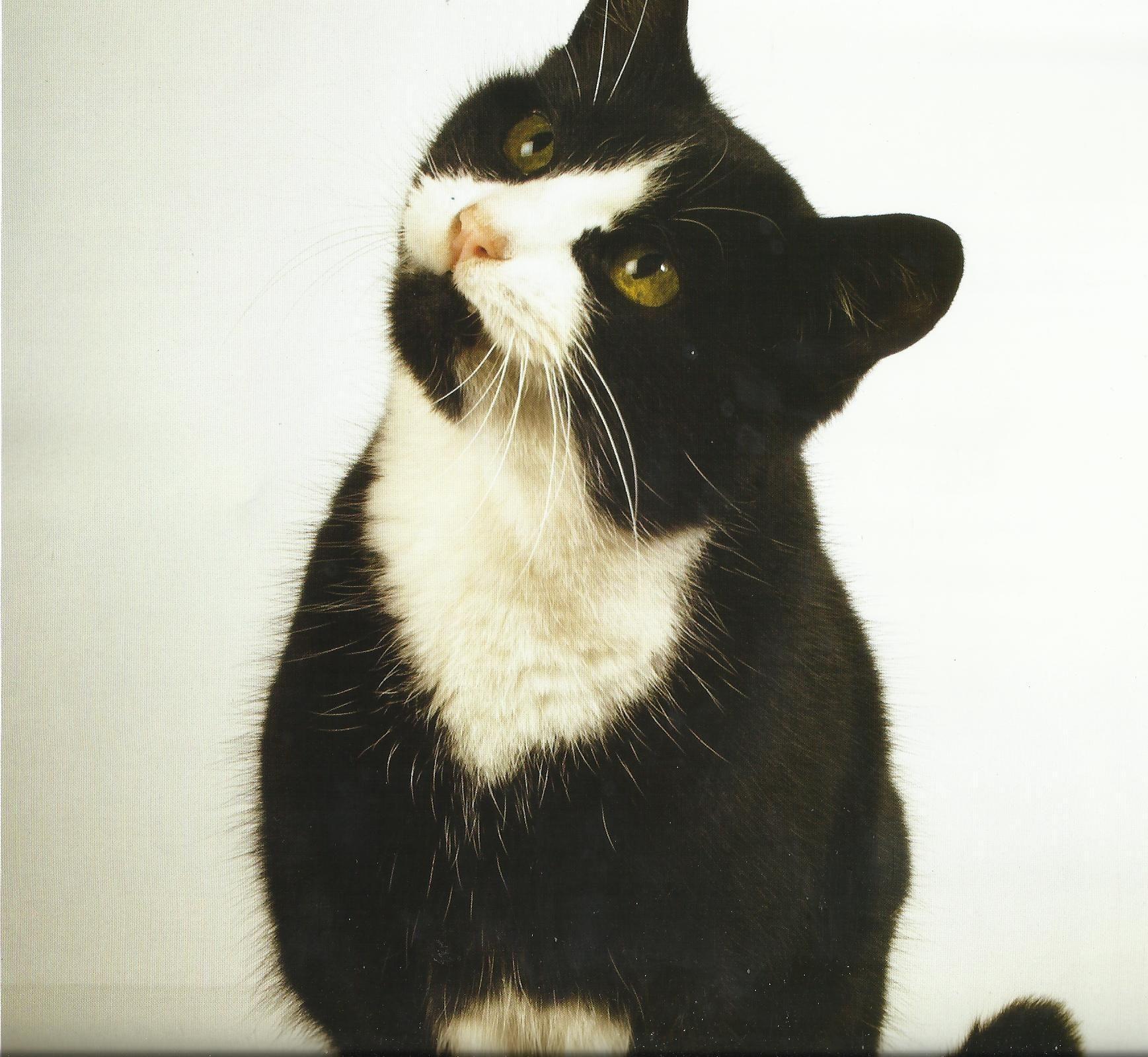 1737x1600 Free download Tuxedo Cat Desktop Wallpaper Tuxedo Cat Image Cool Background [1737x1600] for your Desktop, Mobile & Tablet. Explore Tuxedo Cats Wallpaper. Tuxedo Cats Wallpaper, Tuxedo Mask Wallpaper, Cats Wallpaper
