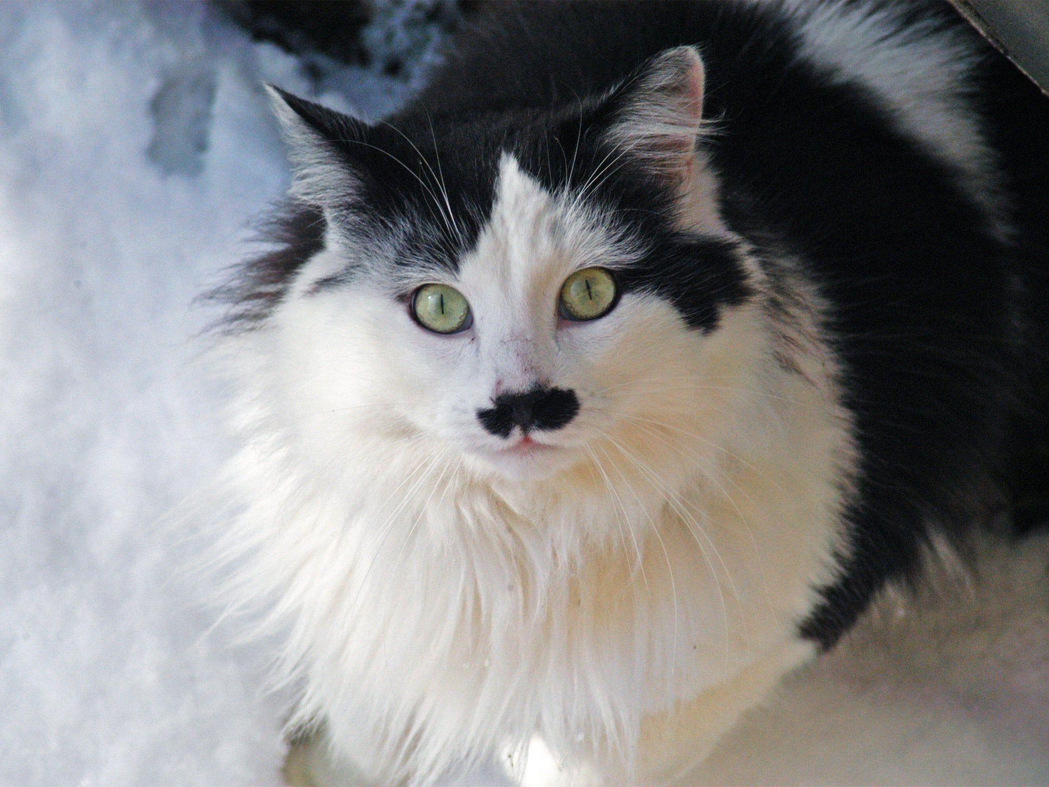 2048x1536 Black and white cats 'owe distinctive colouring to faulty genes'