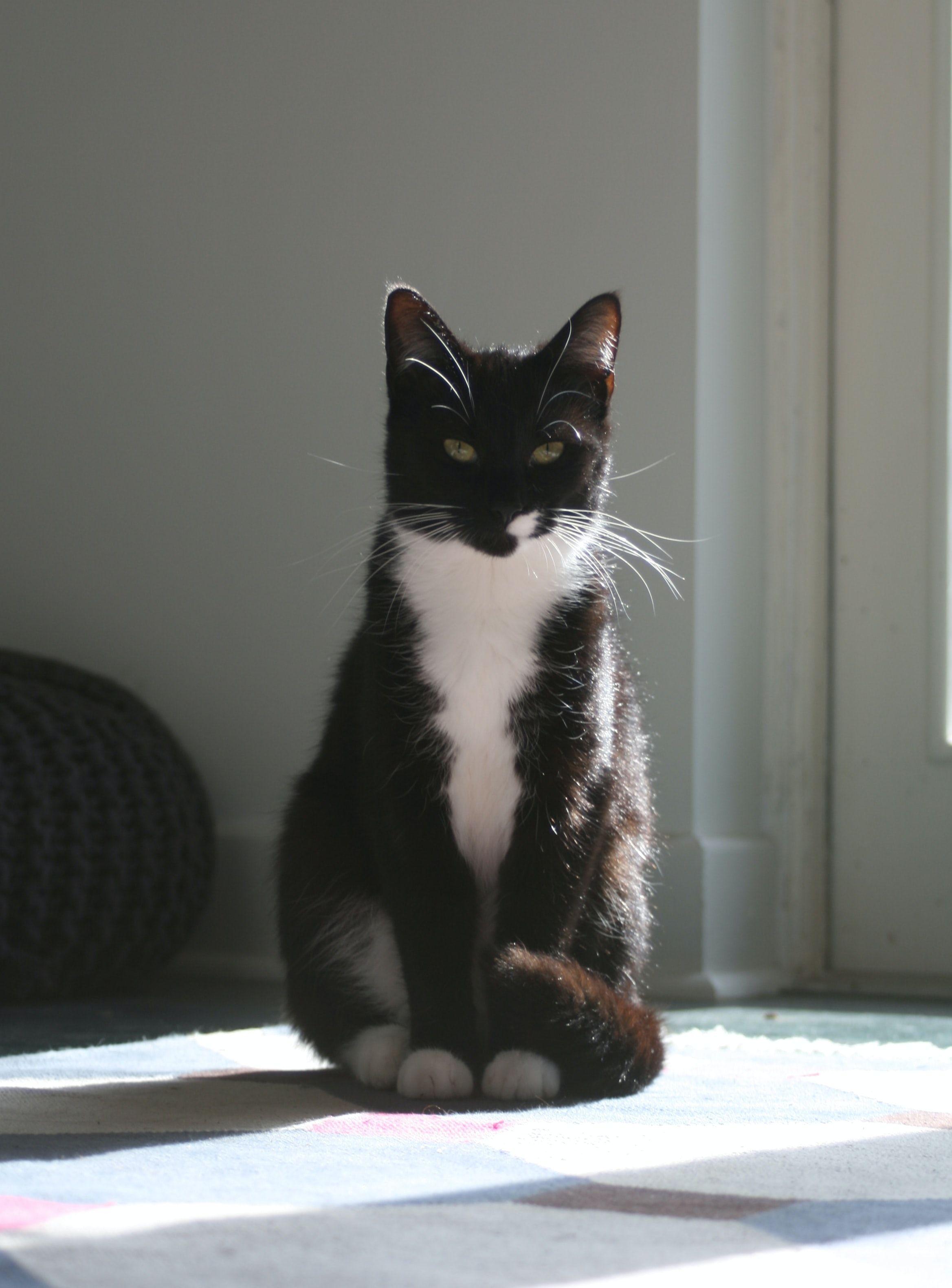 2337x3160 tuxedo cat photo