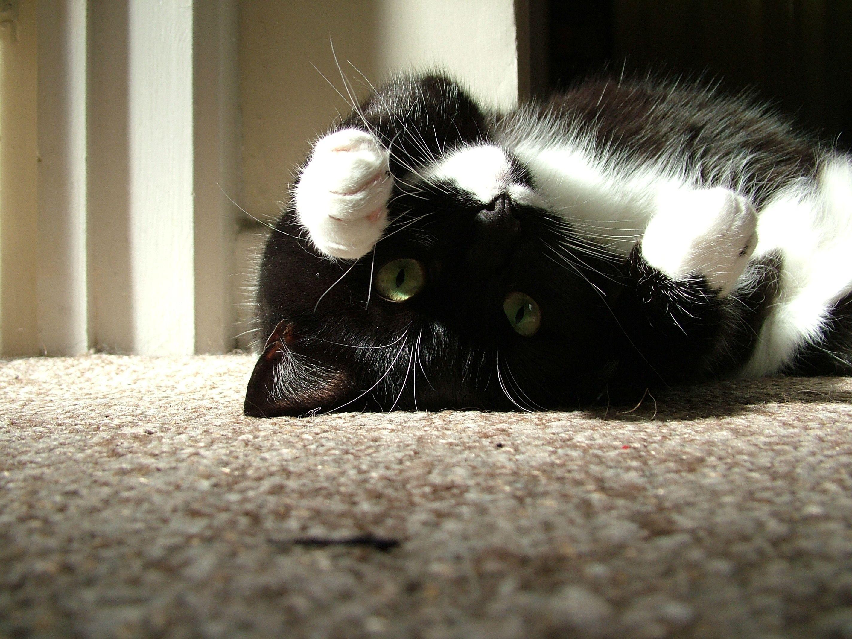 2848x2136 Cat Desktop Wallpaper