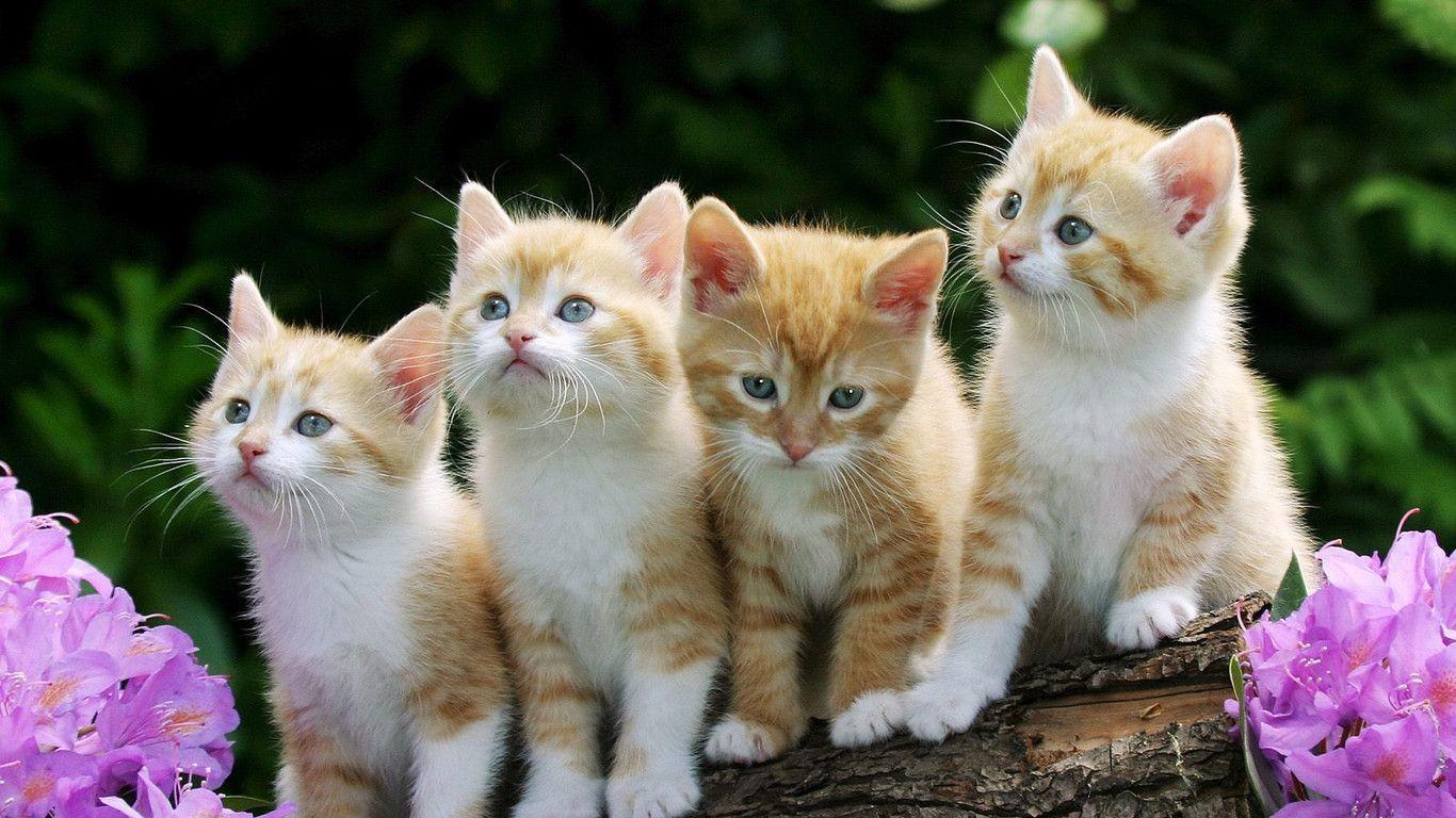 1366x768 Cat Wallpaper Desktop
