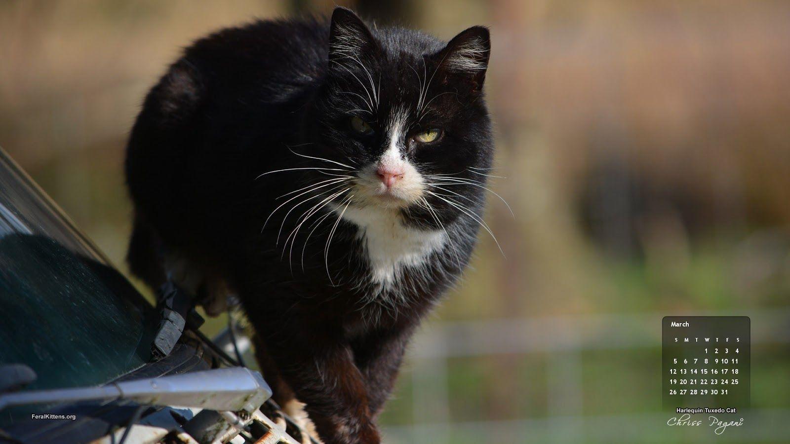 1600x900 March Cat of the Month Calendar Wallpaper Tuxedo