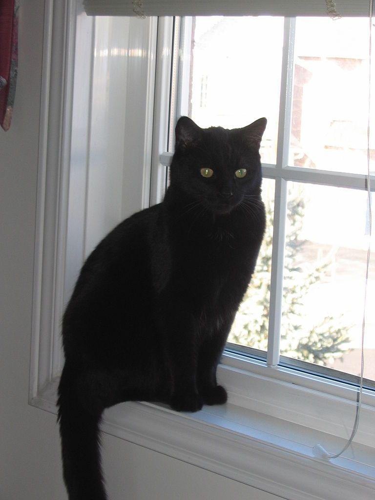 768x1024 What color is my cat? For Animals