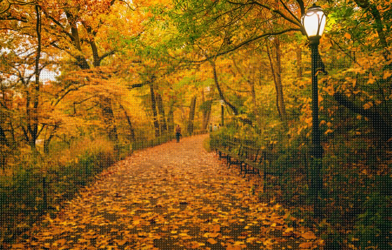 1332x850 Wallpaper autumn, leaves, trees, the way, people, New York, benches, Central Park, United States, lampposts image for desktop, section пейзажи