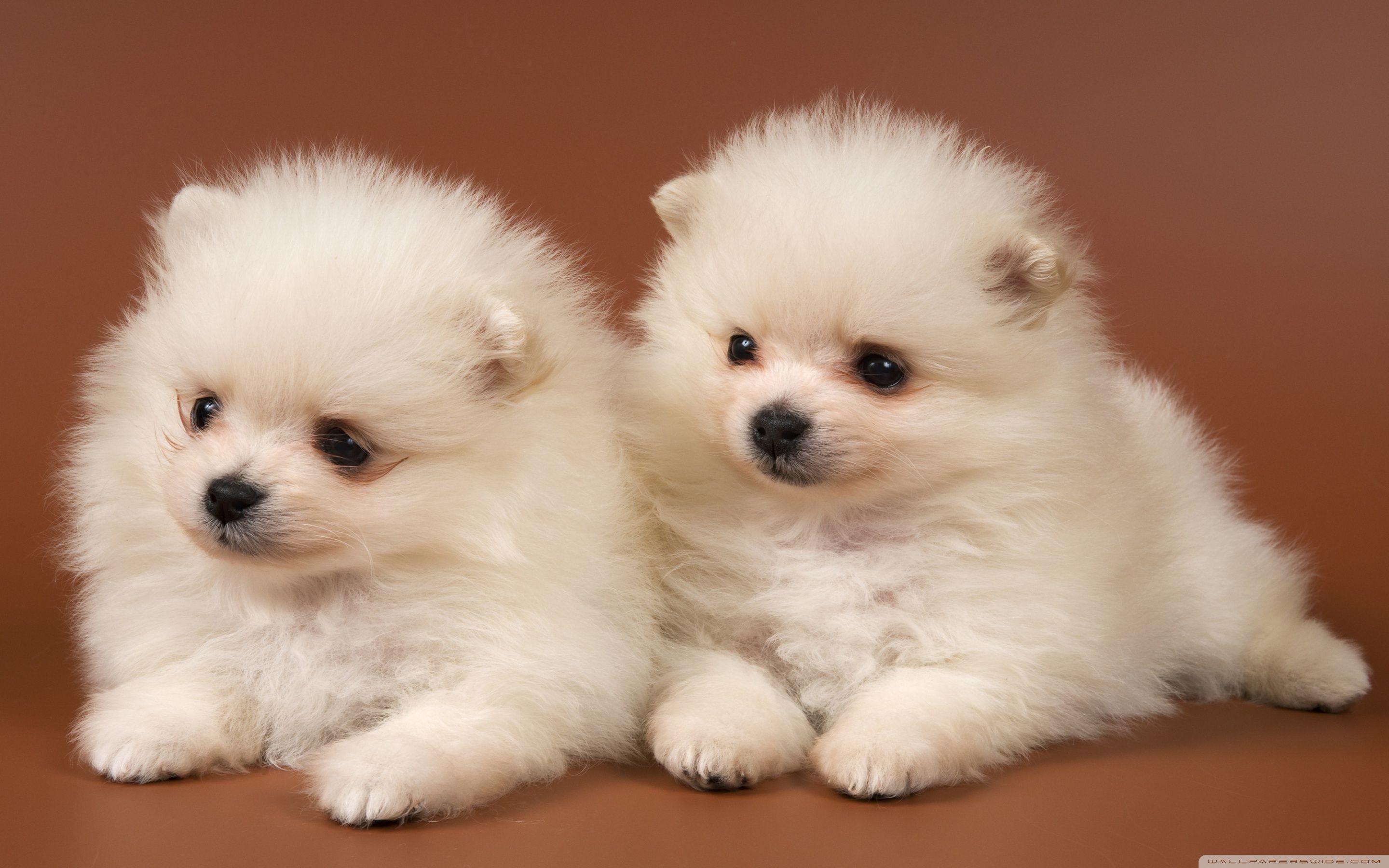 Small Puppies Wallpapers - Top Free Small Puppies Backgrounds ...