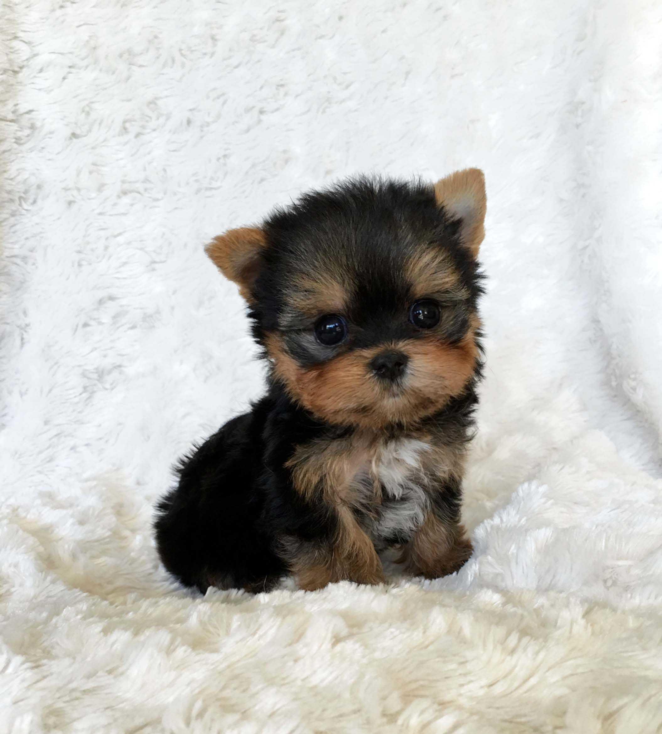 Yorkie Dog Wallpapers Top Free Yorkie Dog Backgrounds WallpaperAccess