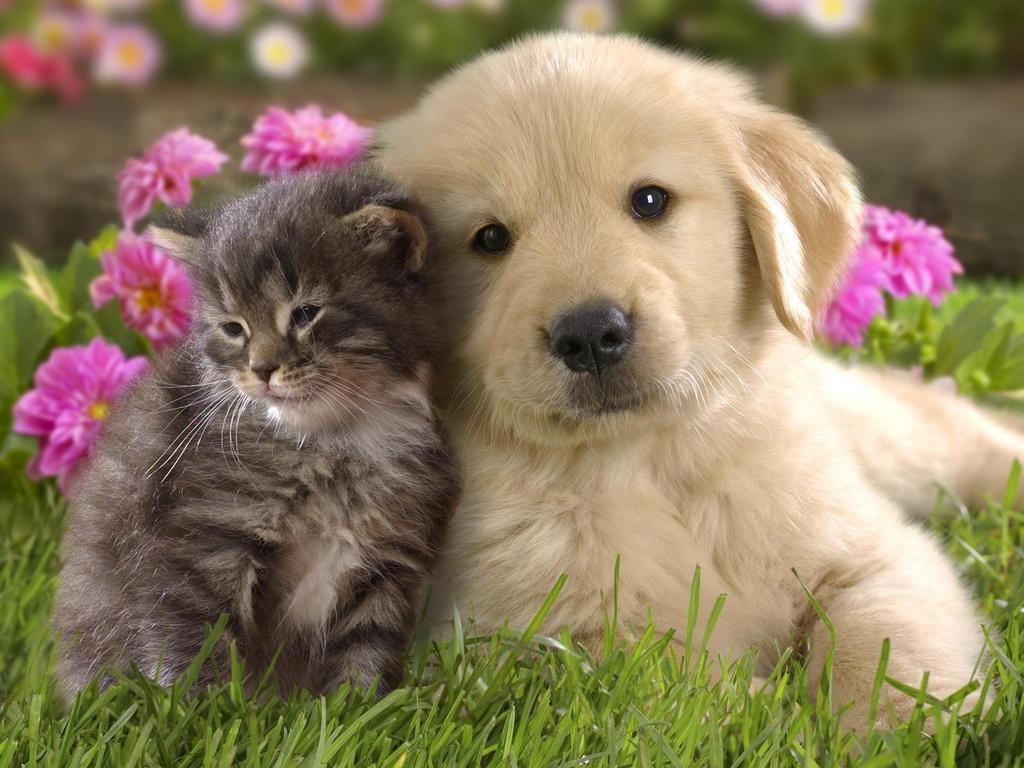 1024x768 Cute Puppies Wallpaper for Android