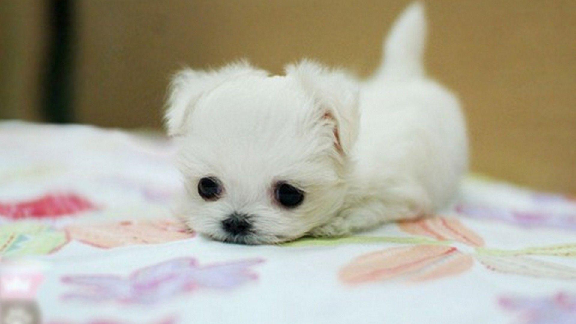 Cute Little Puppies Wallpapers - Top Những Hình Ảnh Đẹp
