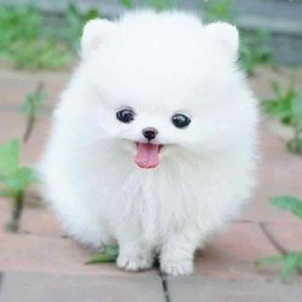1000x1000 Teacup Puppies Wallpaper