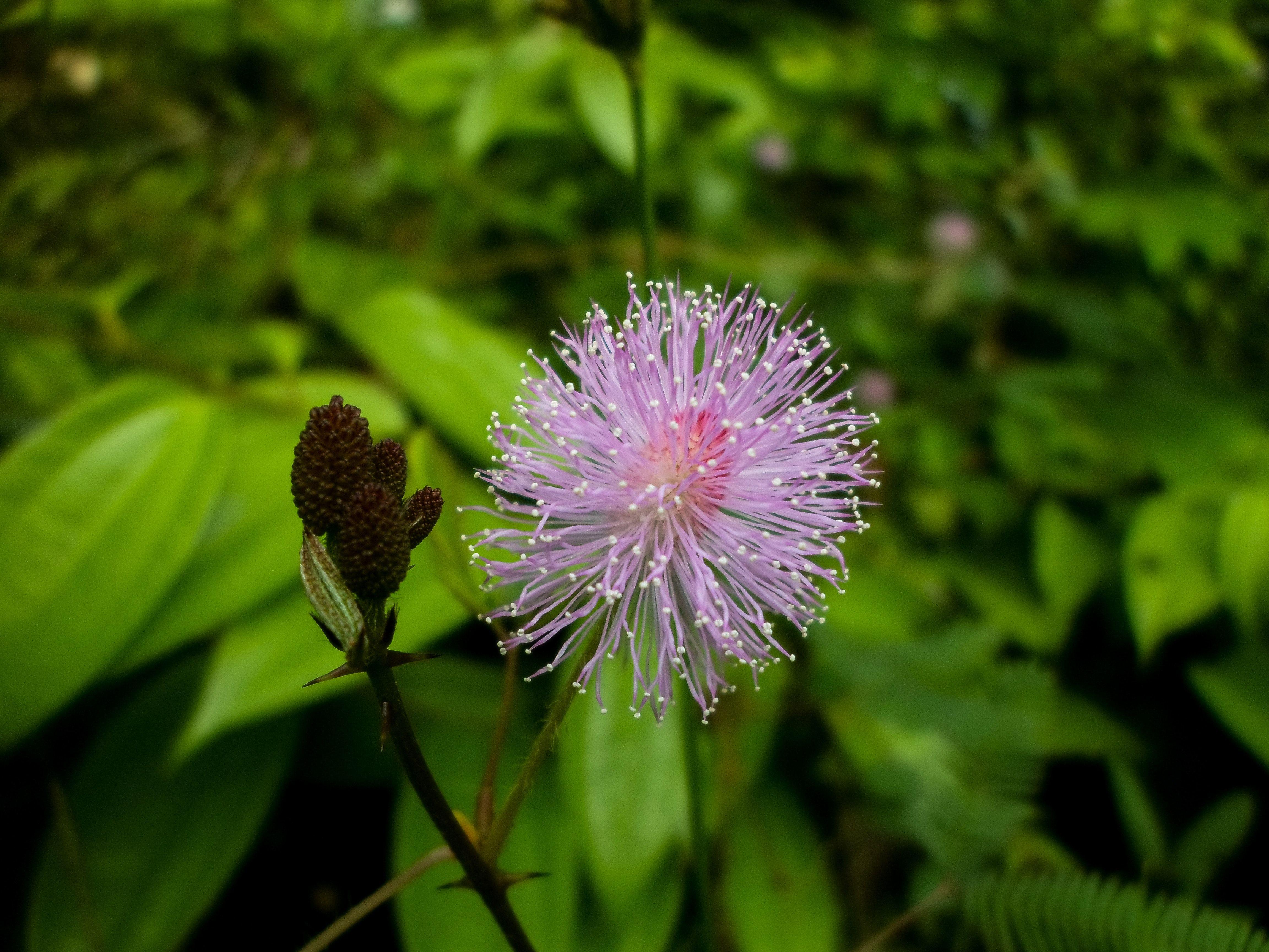 4608x3456 ayurvedic plant, beautiful flower,