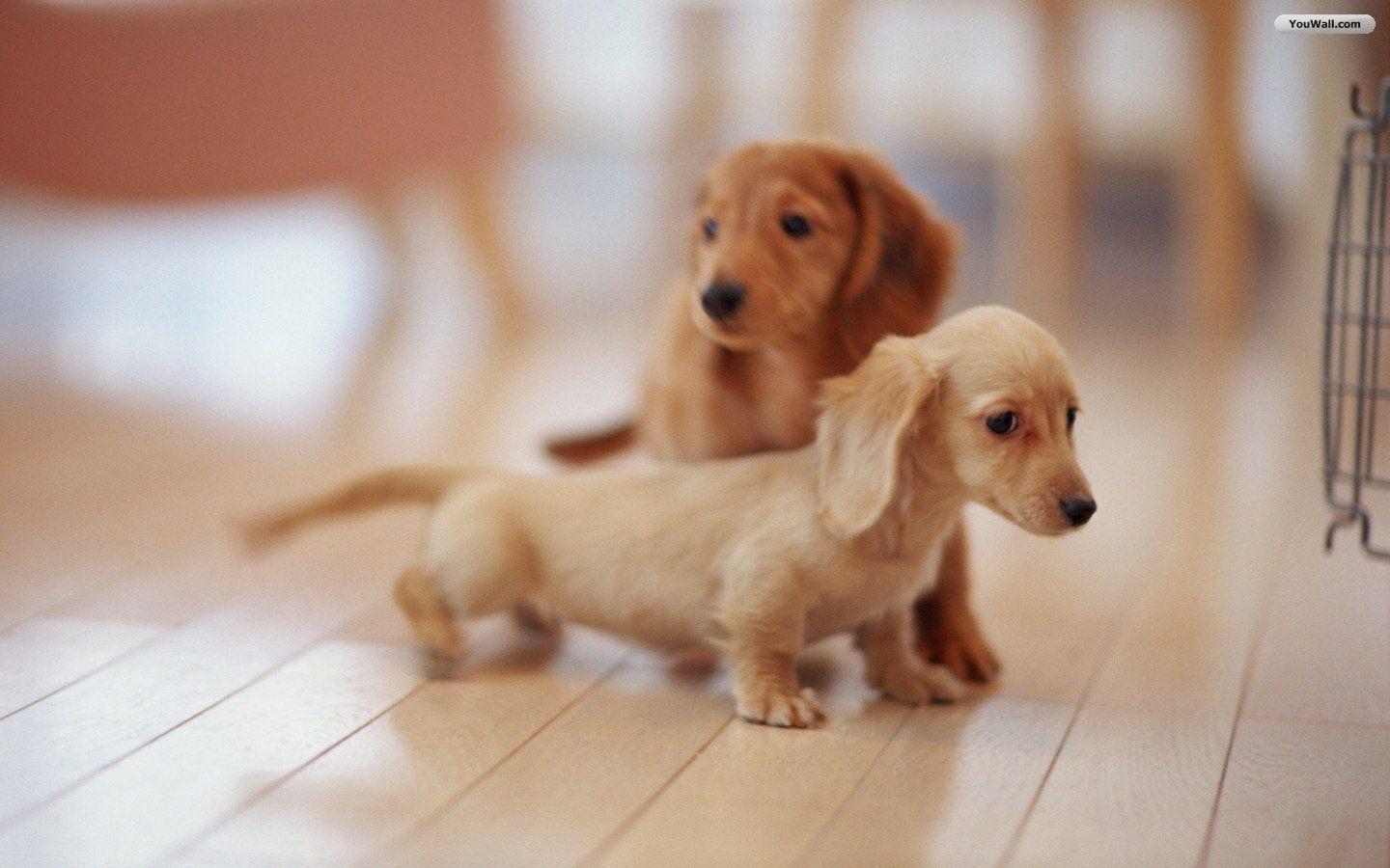 1440x900 Full HDQ Puppies Picture and Wallpaper Showcase