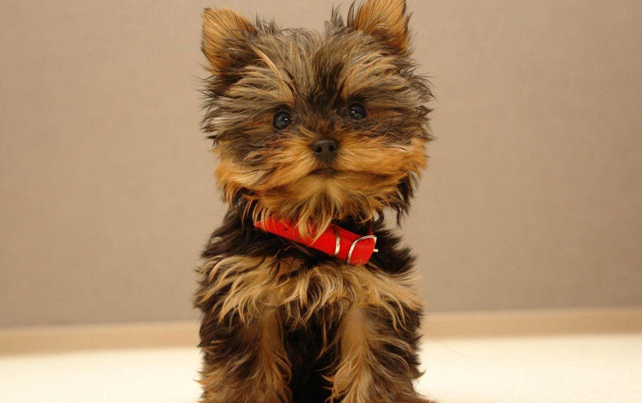 1280x804 Cute puppy wallpaper. Cute puppy