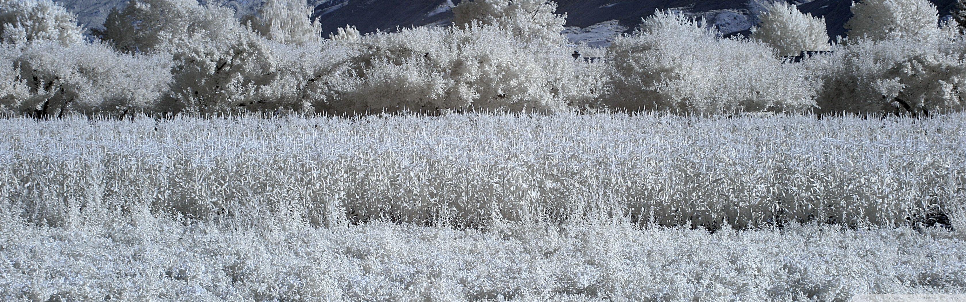 3360x1050 Infrared Landscape Photography ❤ 4K HD Desktop Wallpaper for 4K