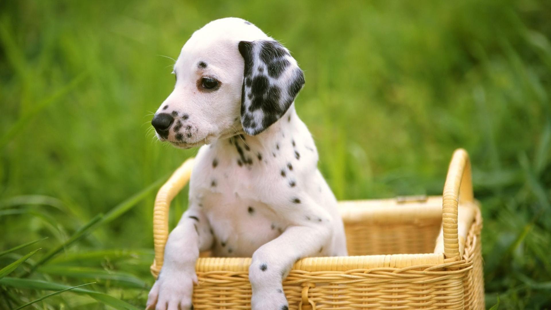 1920x1080 Cute Puppy Wallpaper Those Are Perfect To Make Your Mood Happy Us Publish