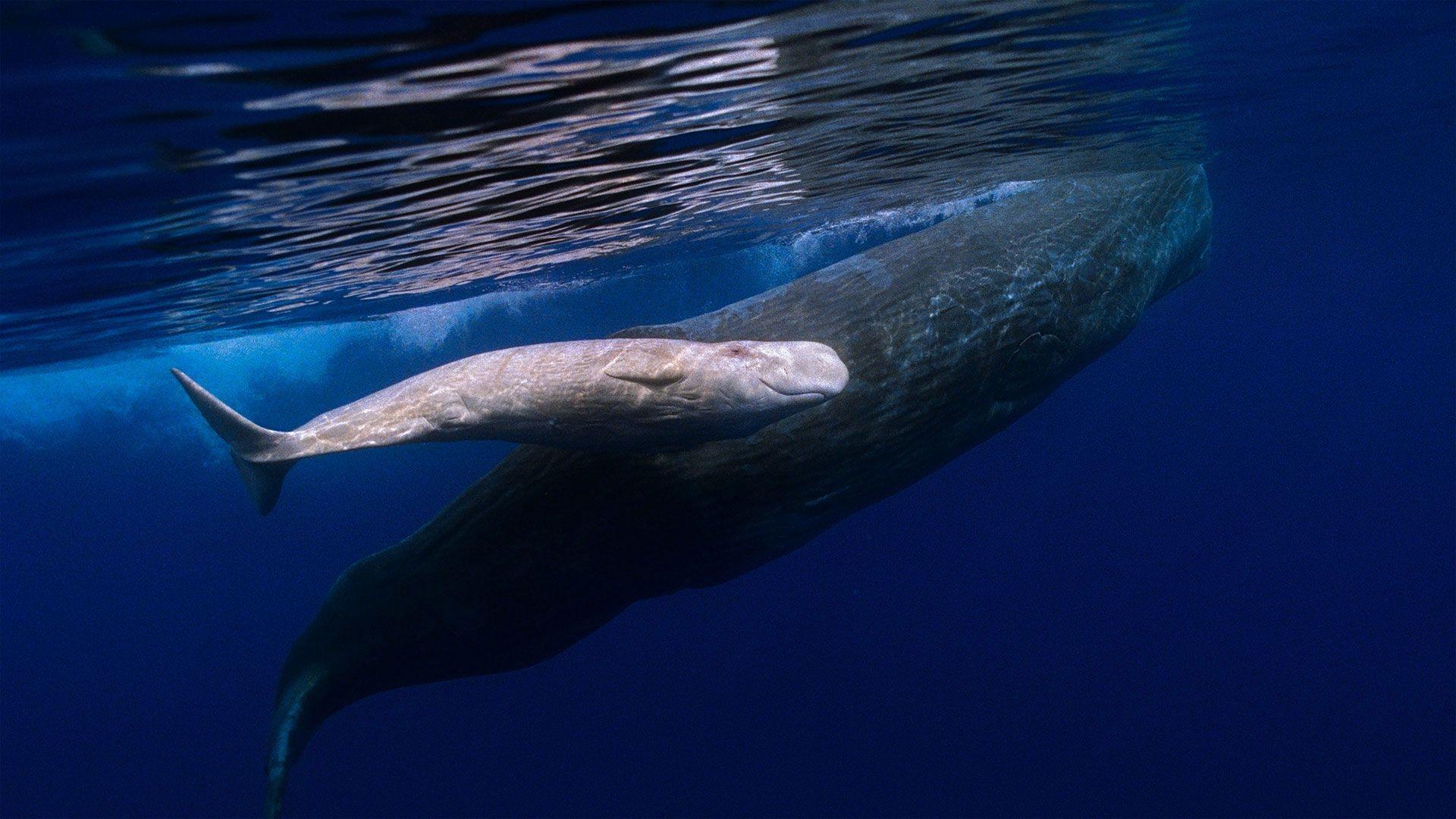 1920x1080 Bing image: Celebrating whales—and a whale of a tale Wallpaper Gallery