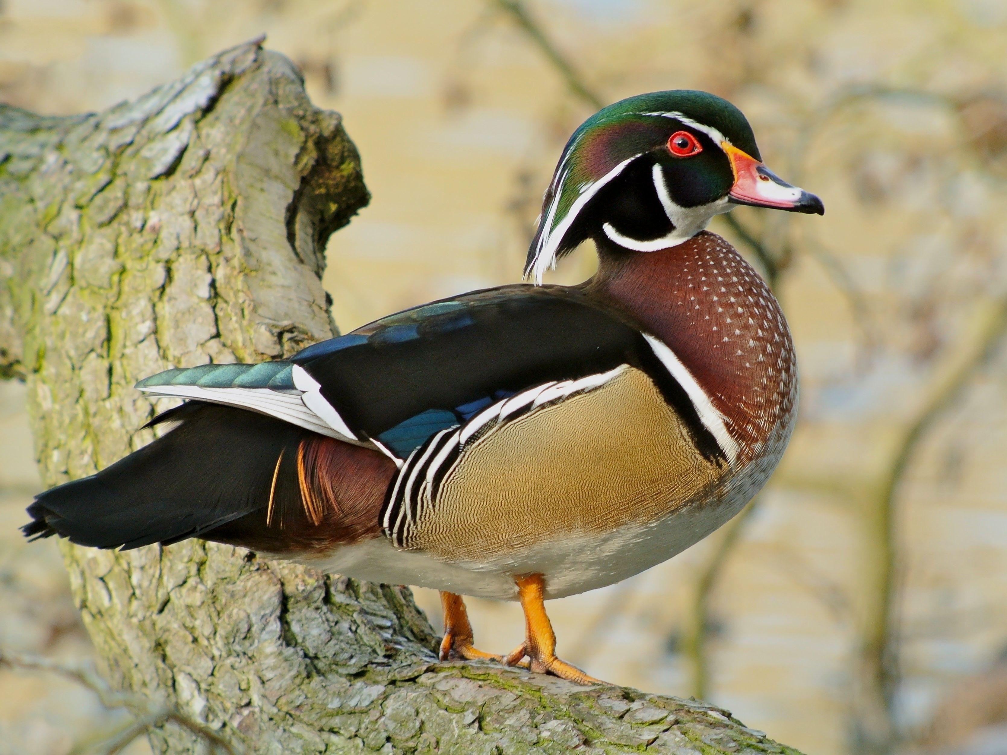 Wood Duck Wallpapers - Top Free Wood Duck Backgrounds - WallpaperAccess