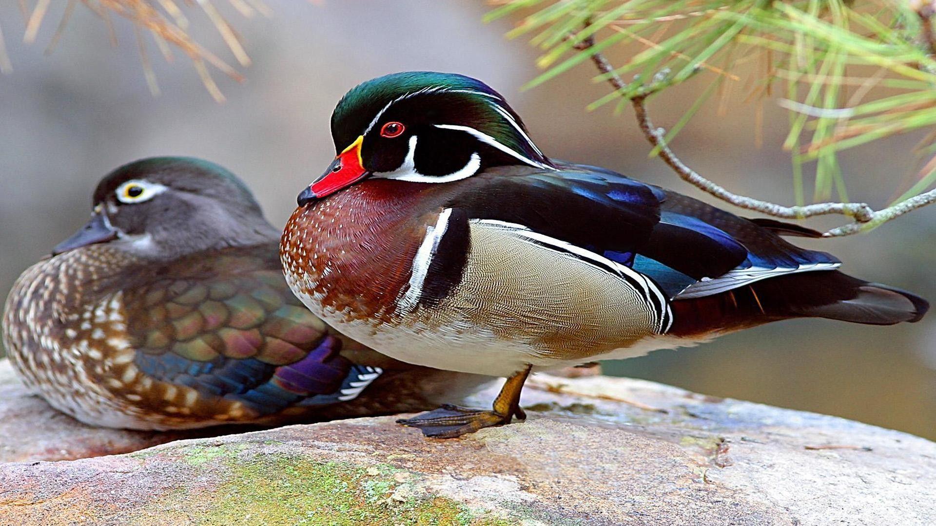 1920x1080 Wood Duck Wallpaper