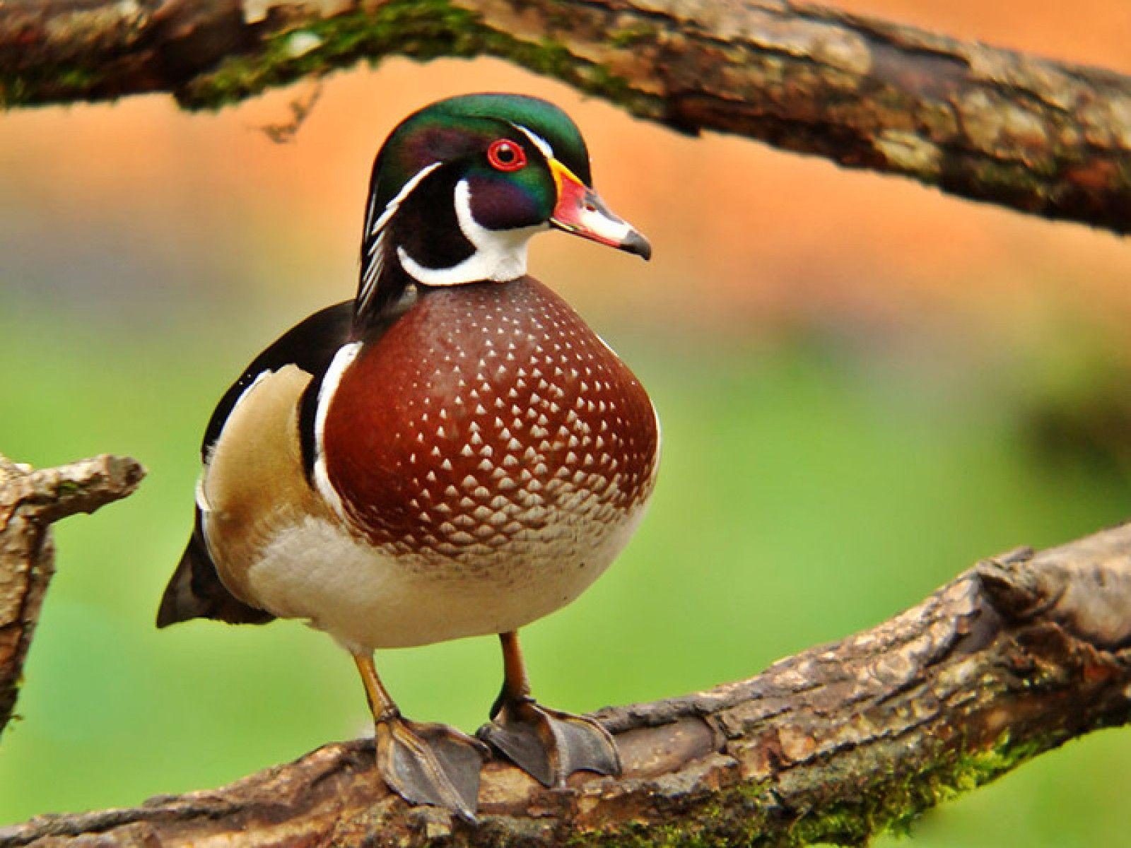 Wood Duck Wallpapers - Top Free Wood Duck Backgrounds ...