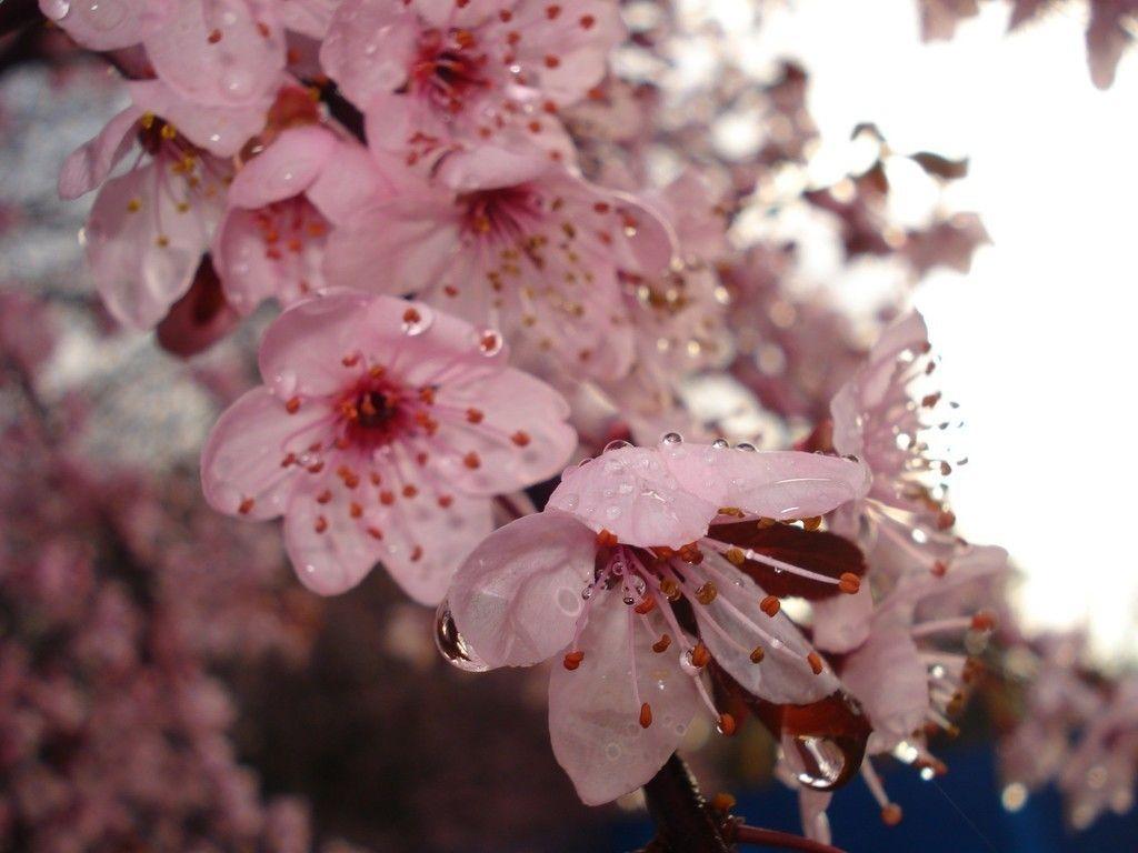 1024x768 Flowers, cherry blossom, pink, water drops wallpaper. Flowers