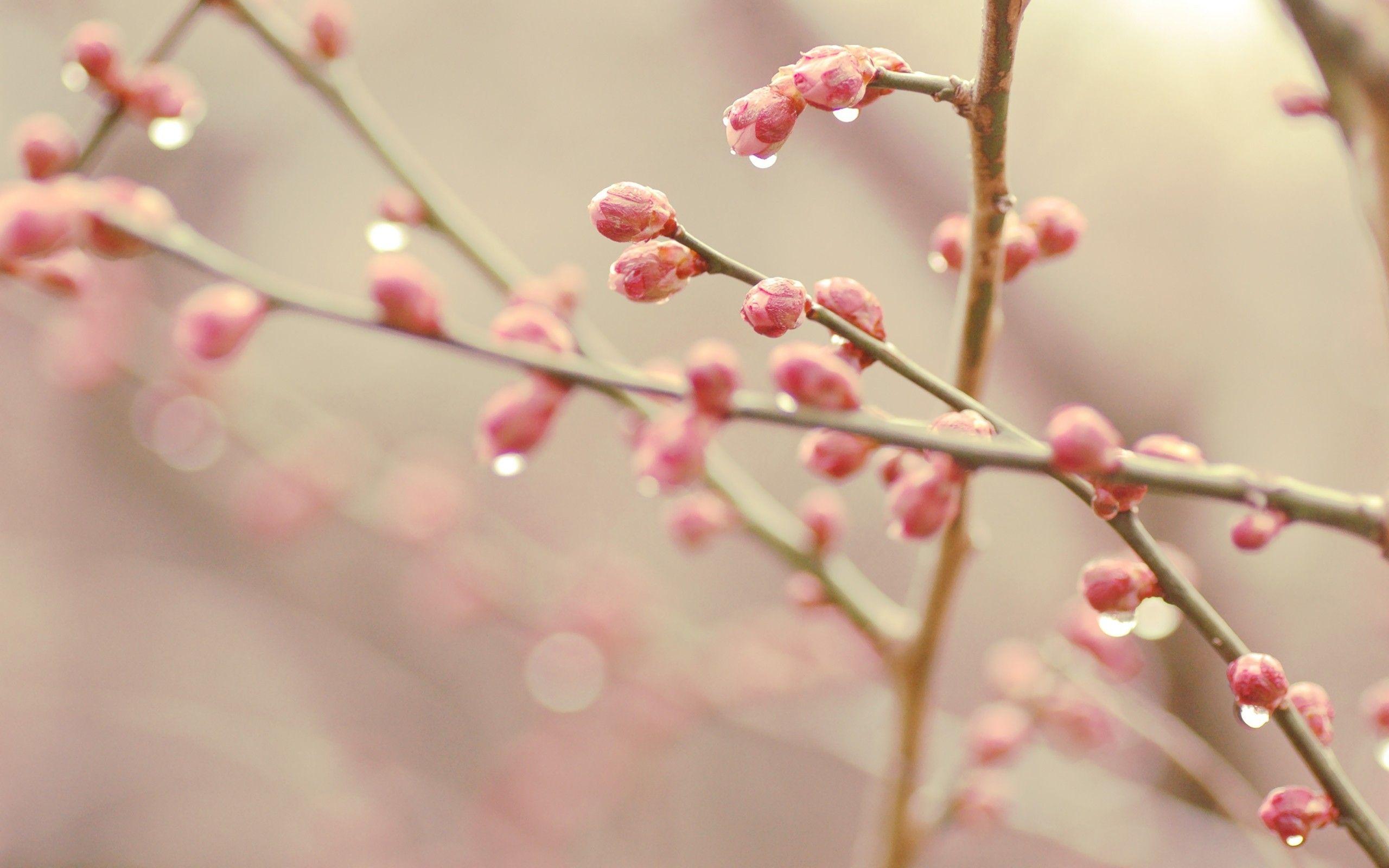 2560x1600 Flowers: Spring Flori Water Drops Cherry Blossom Pink Branch Bud