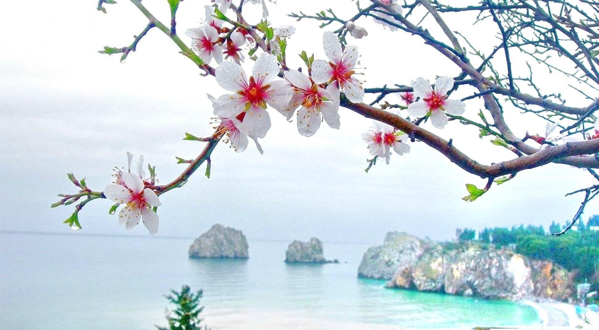 1938x1070 Flowers: Cherry Blossoms Beach Hill Flowers White Splendor Sky Water