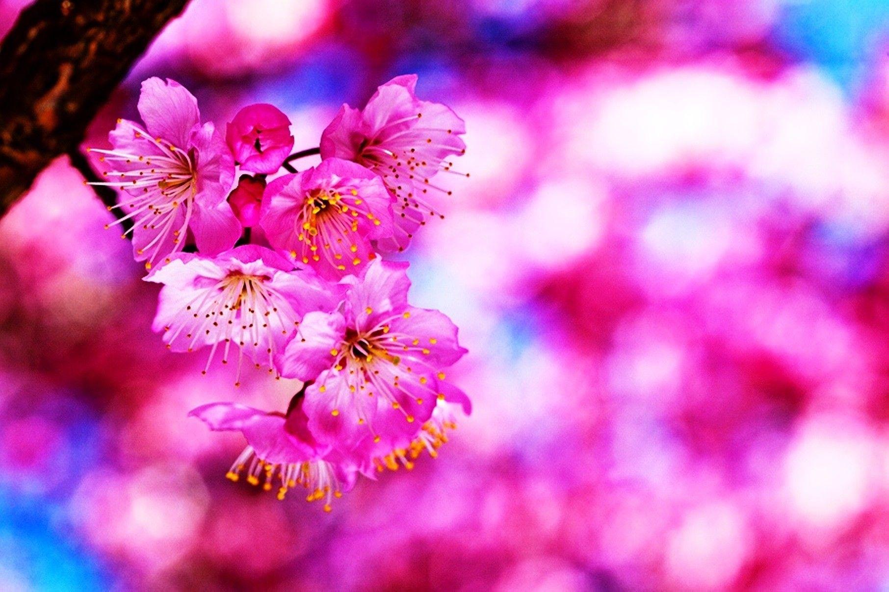 Water Cherry Blossom Wallpapers - Top Free Water Cherry Blossom ...