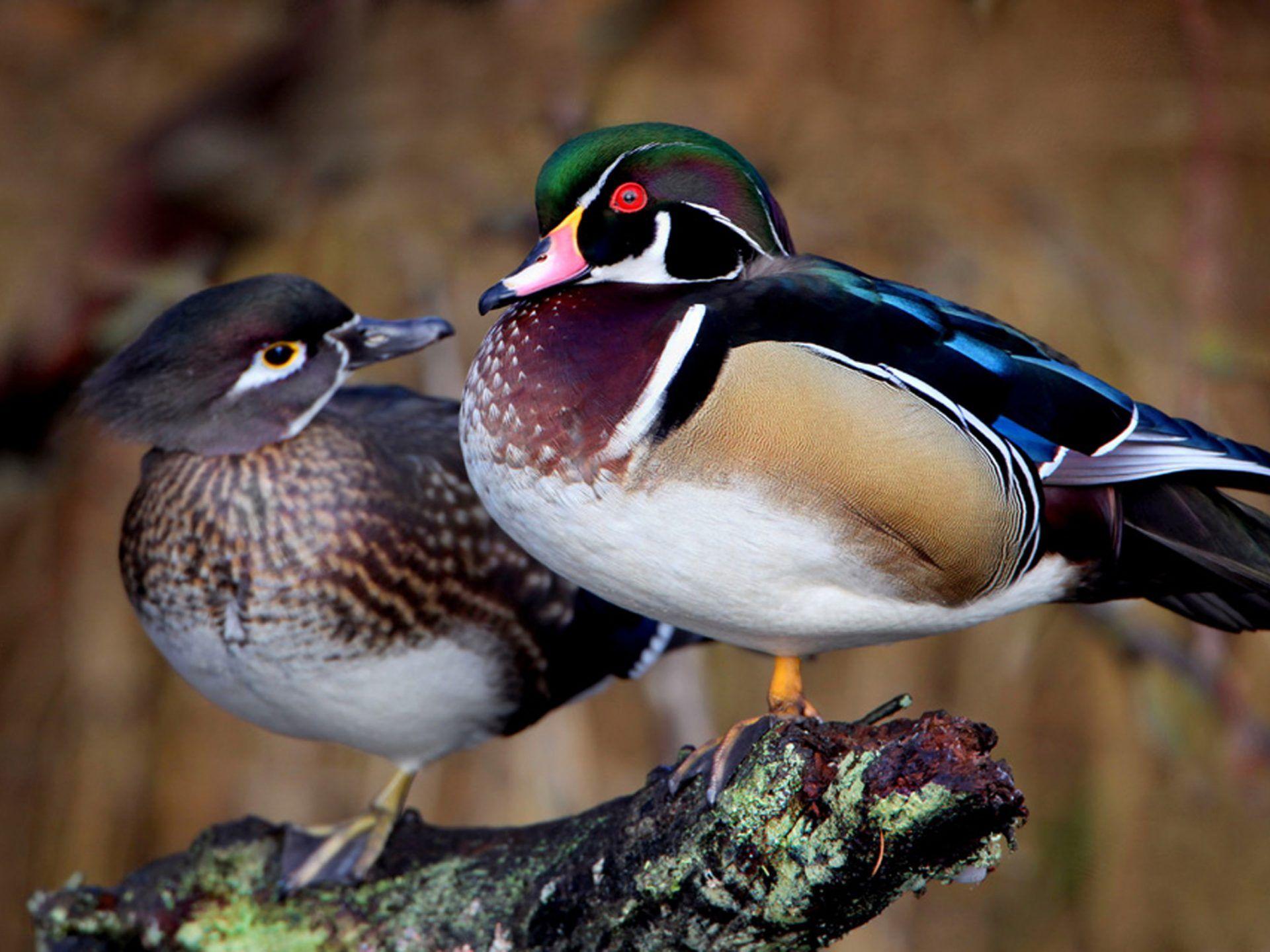 1920x1440 Birds Male And Female Duck Couple Wood Desktop HD Wallpaper