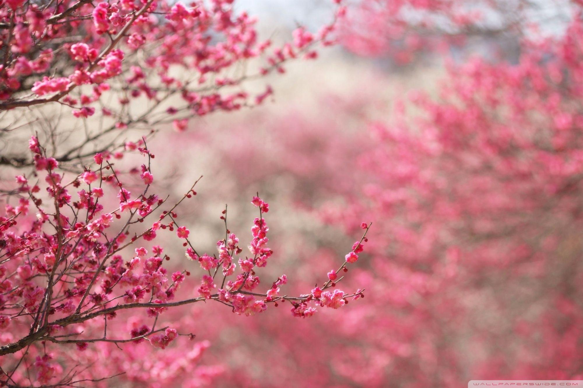 2000x1333 Sakura Cherry Blossom ❤ 4K HD Desktop Wallpaper for 4K Ultra HD TV