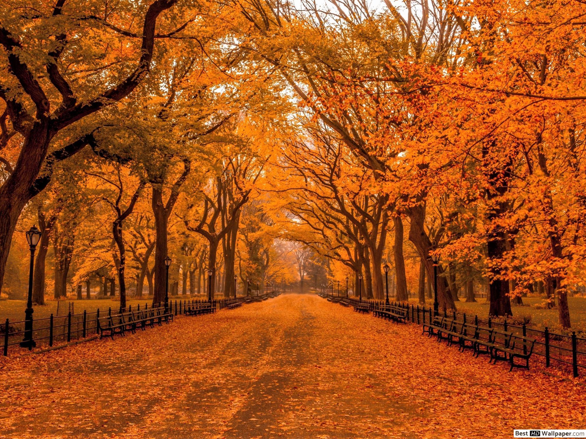 2048x1536 Autumn in Central Park HD wallpaper download