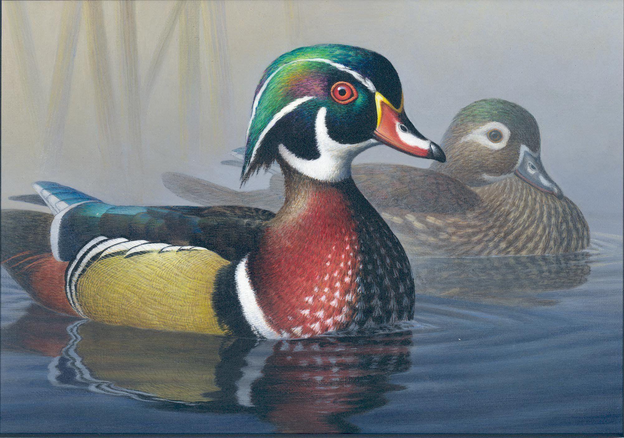 2003x1406 WOOD DUCK bird ducks (1) wallpaperx1406