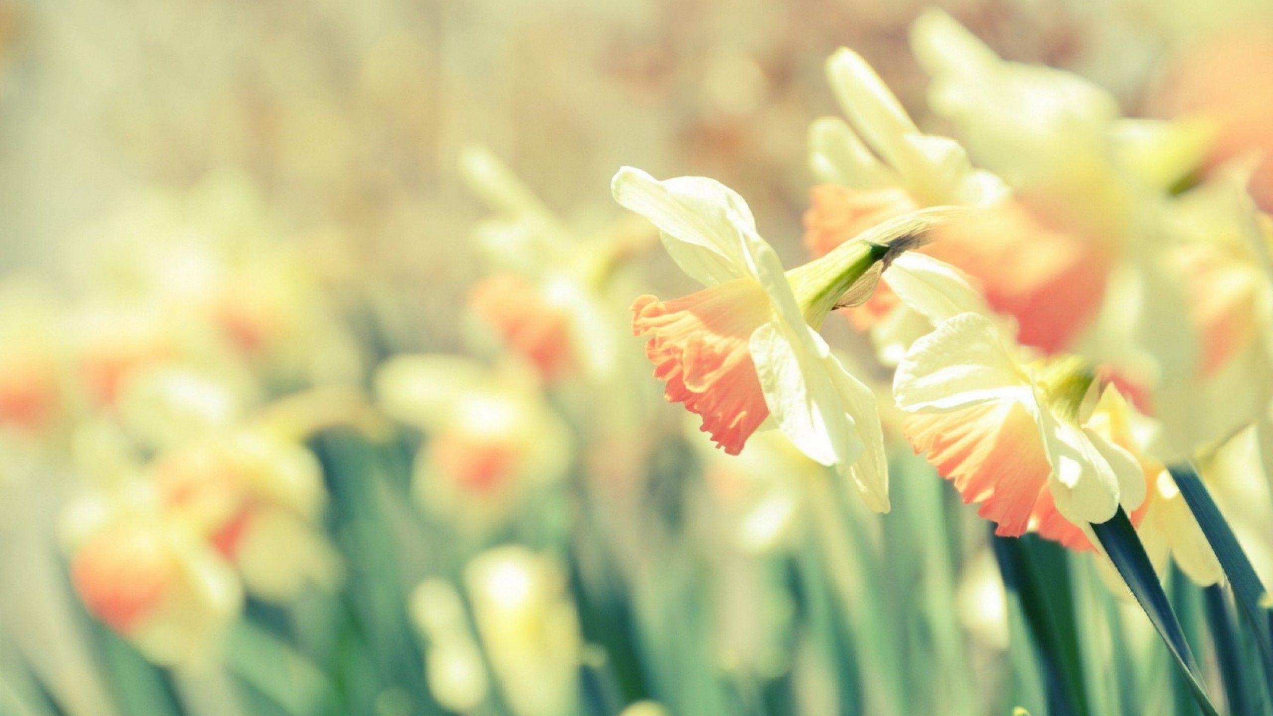 Narcissus Wallpapers - Top Free Narcissus Backgrounds - WallpaperAccess