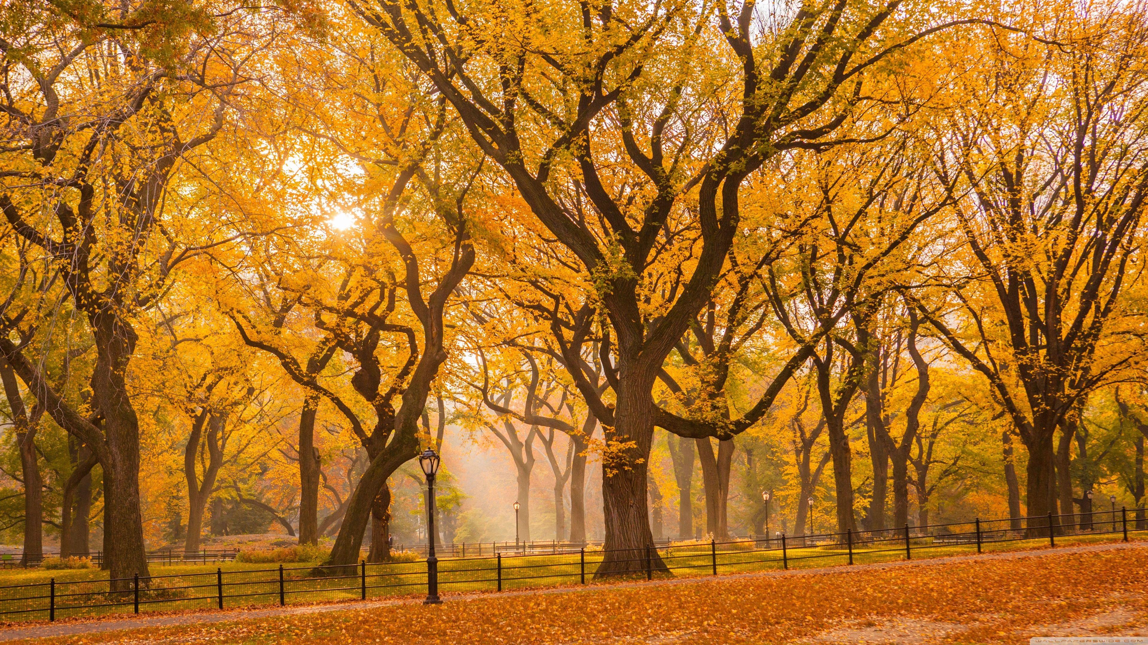 3840x2160 Central Park Fall Foliage Ultra HD Desktop Background Wallpaper for 4K UHD TV : Widescreen & UltraWide Desktop & Laptop : Tablet