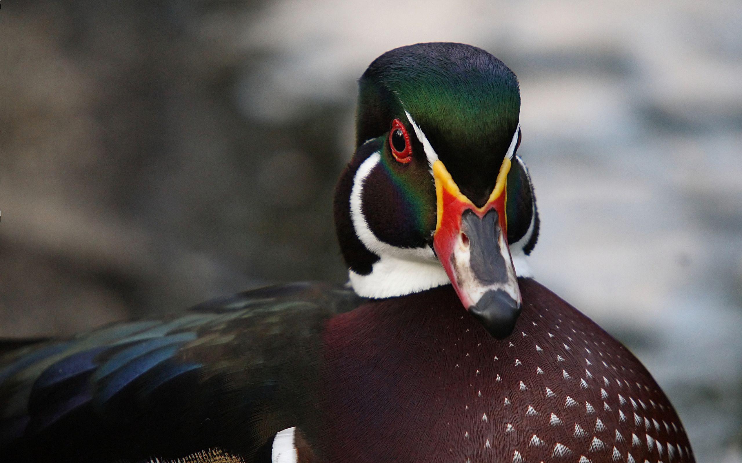 2560x1600 PC Wood Duck Wallpaper, Roxelana Champley