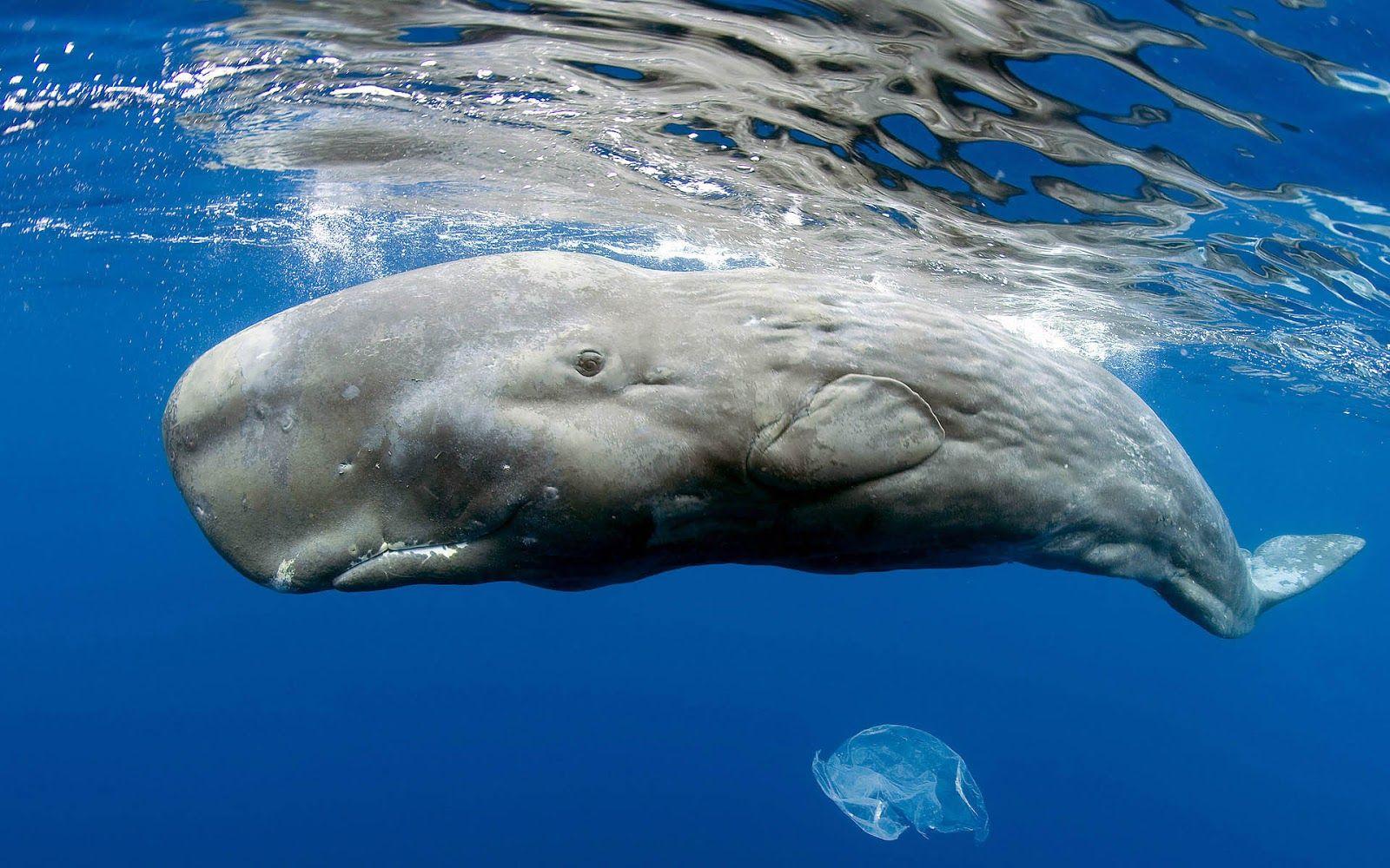 1600x1000 Free download Wallpaper of a huge sperm whale just beneath the surface HD animals [1600x1000] for your Desktop, Mobile & Tablet. Explore Whale Wallpaper. Blue Whale Wallpaper, Whale Wallpaper