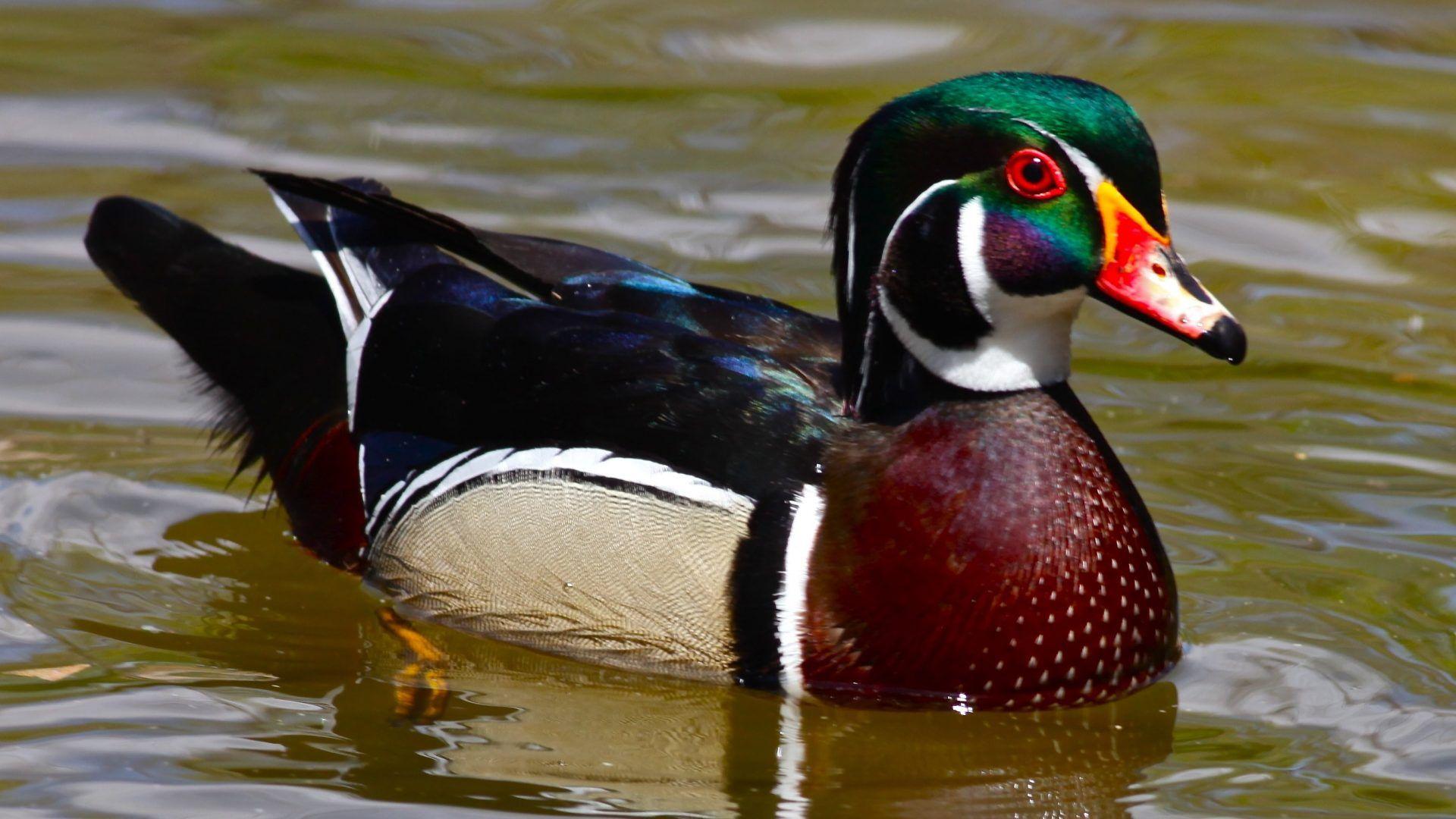 Wood Duck Stock Photos and Images  123RF