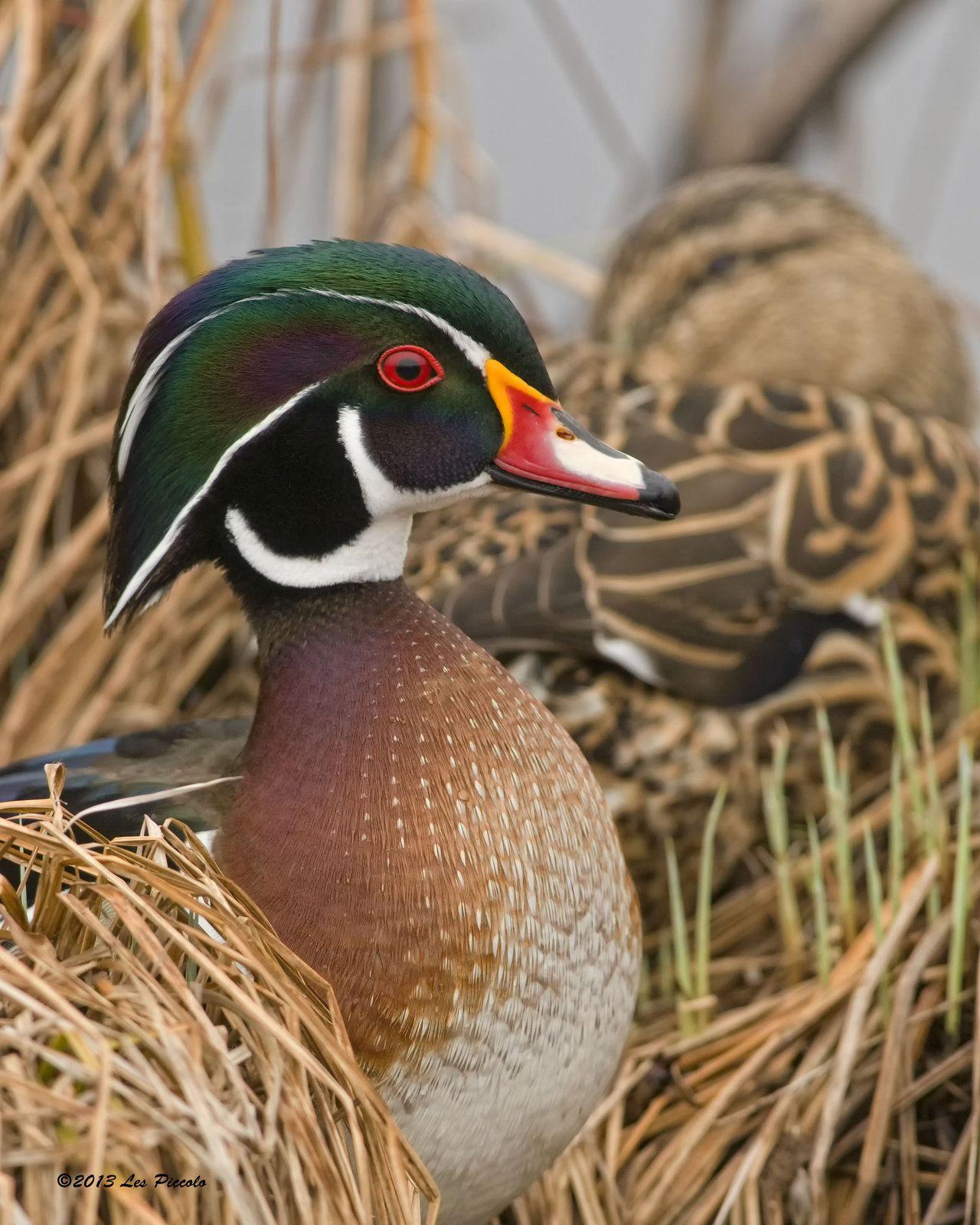 1280x1600 Wood Duck And Potential Mate By Les Piccolo